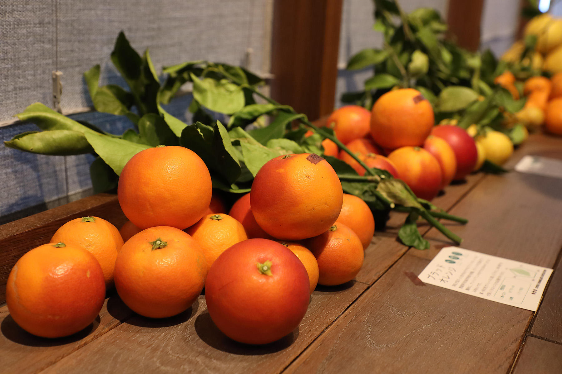 会場には10種の柑橘を用意。