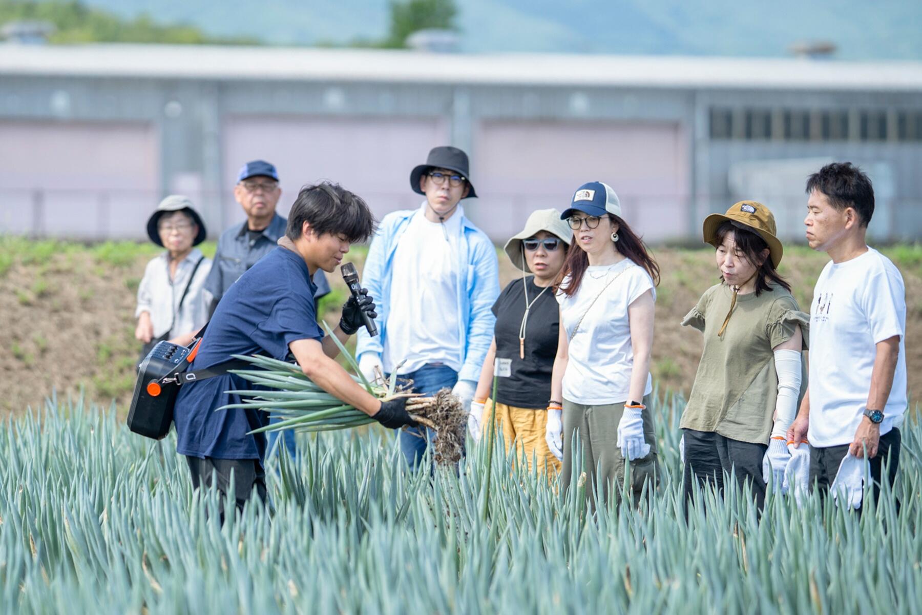 野菜の収穫体験に挑戦する参加者