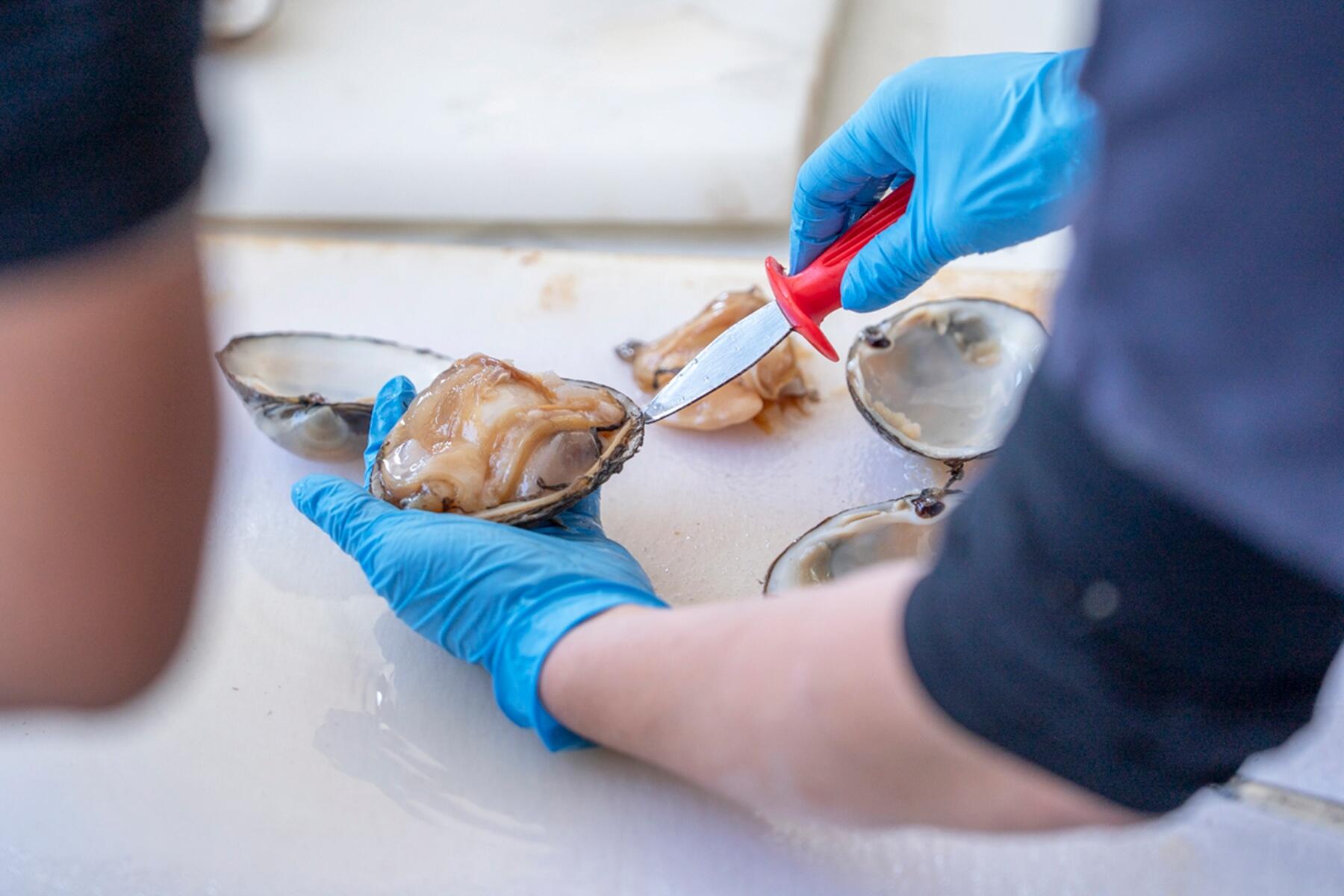 ホッキ貝の殻むき体験