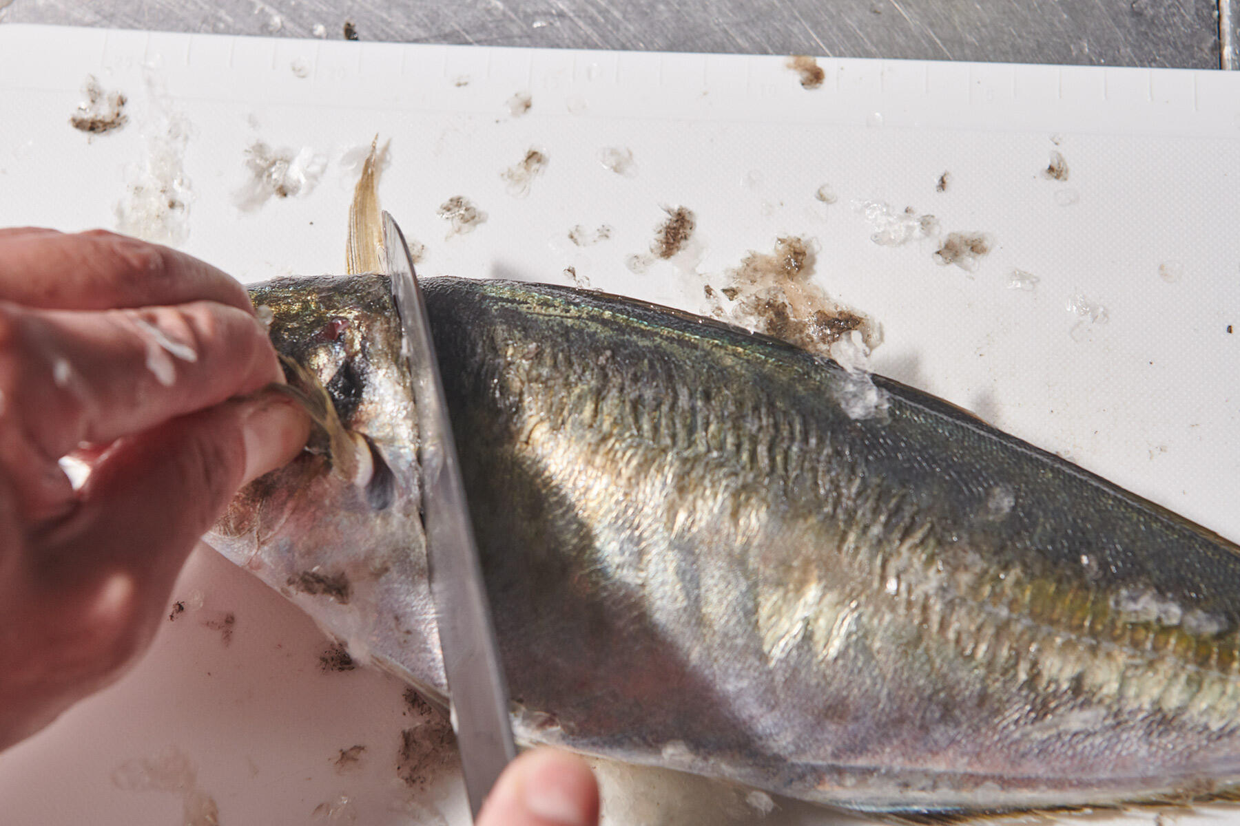 胸ビレの下から包丁を入れる。裏側も同じように包丁を入れ、そのまま骨を断ち切り、頭を落とす。