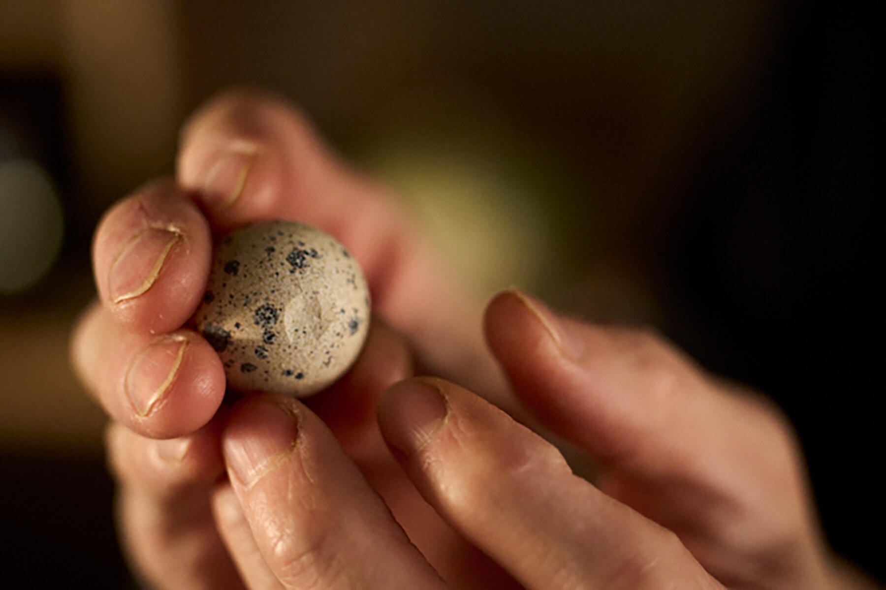 うずらの卵にひびを入れる