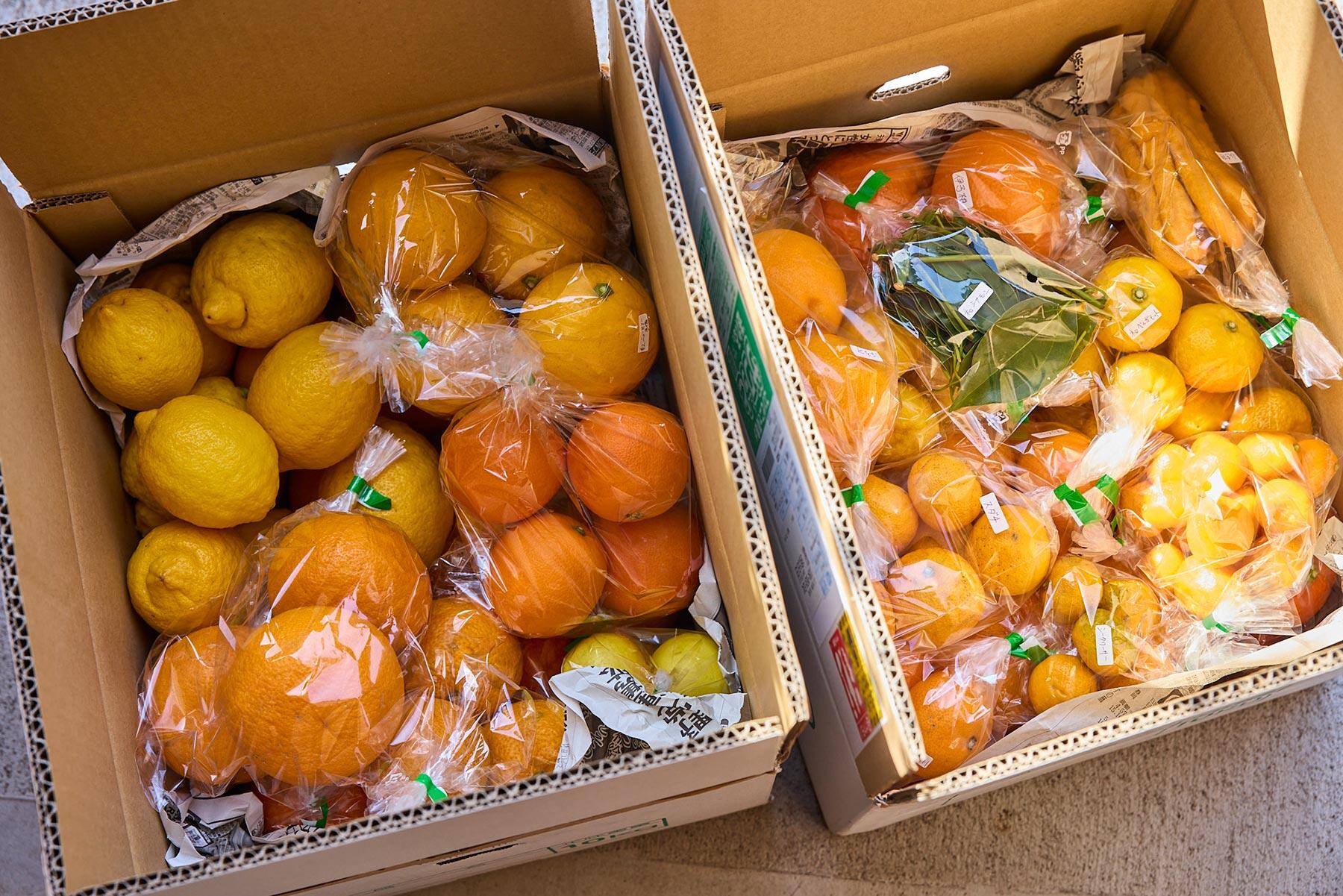 「ダモンデファーム」から直送される柑橘