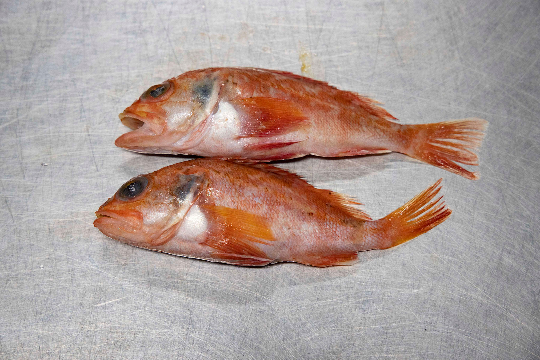魚