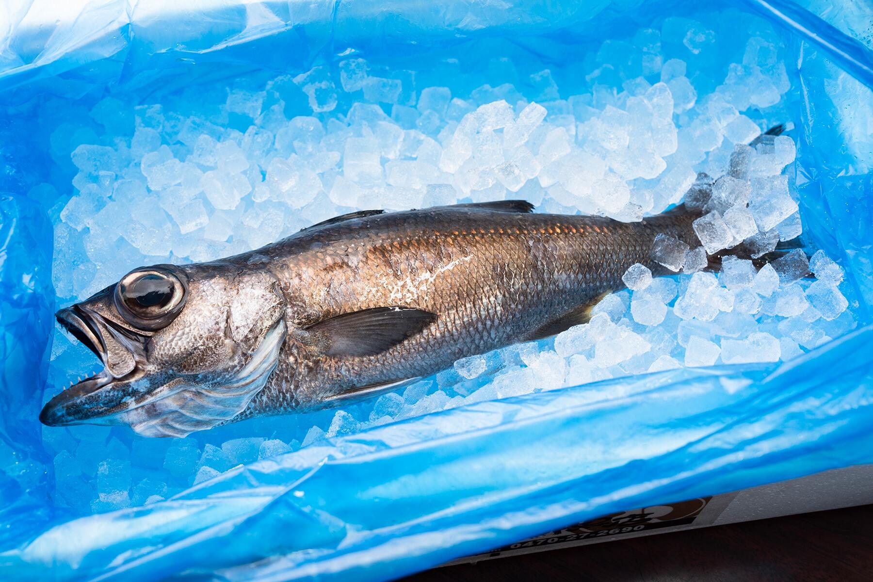布良瀬一本釣くろむつ