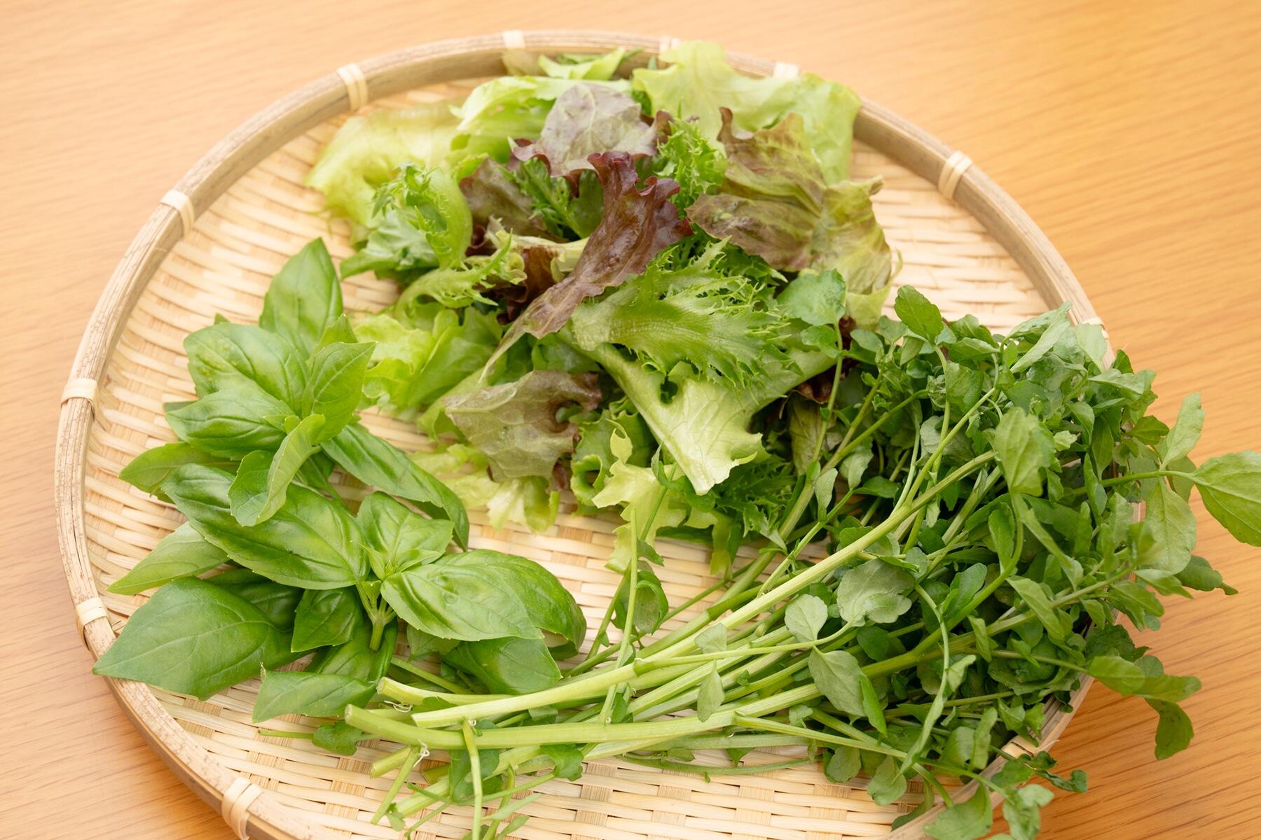 葉野菜とハーブ