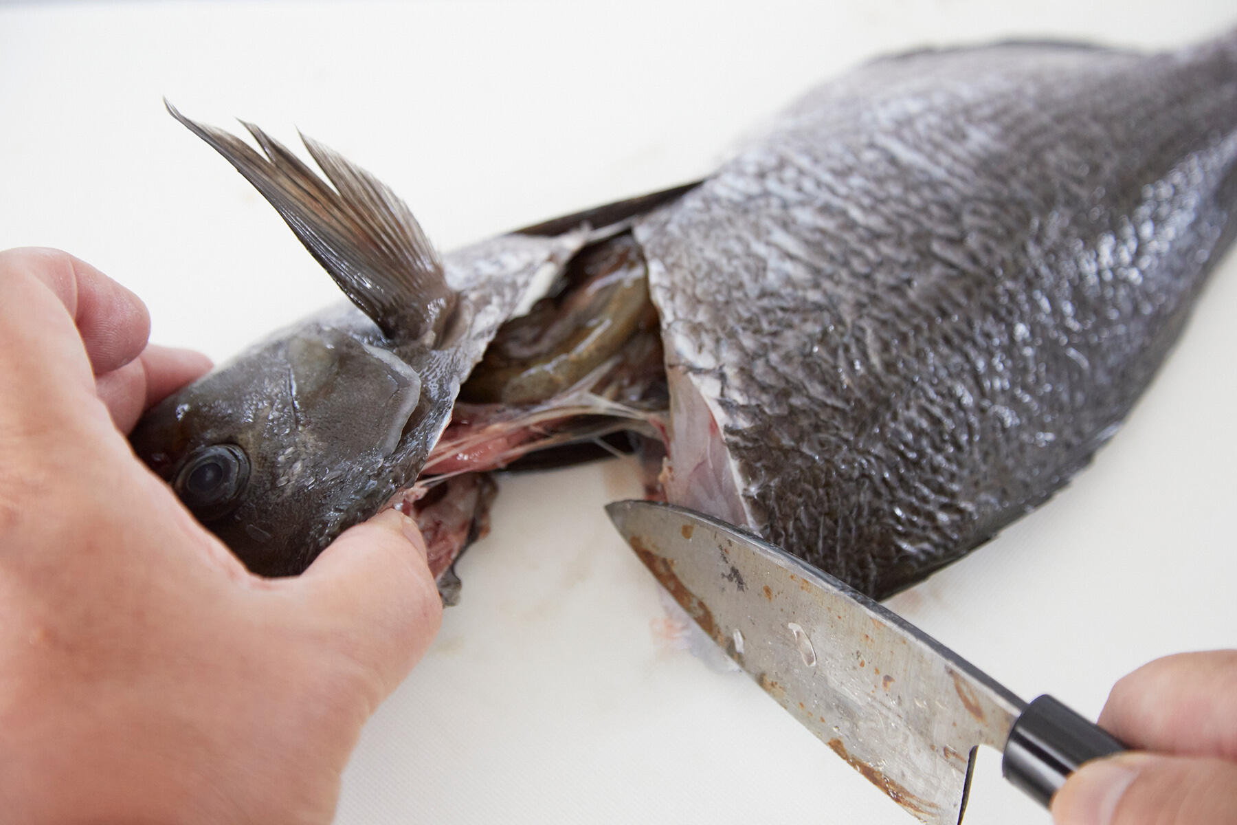 【大宮冬洋の干物日記】魚の内臓を傷つけず、きれいに処理する方法があった!