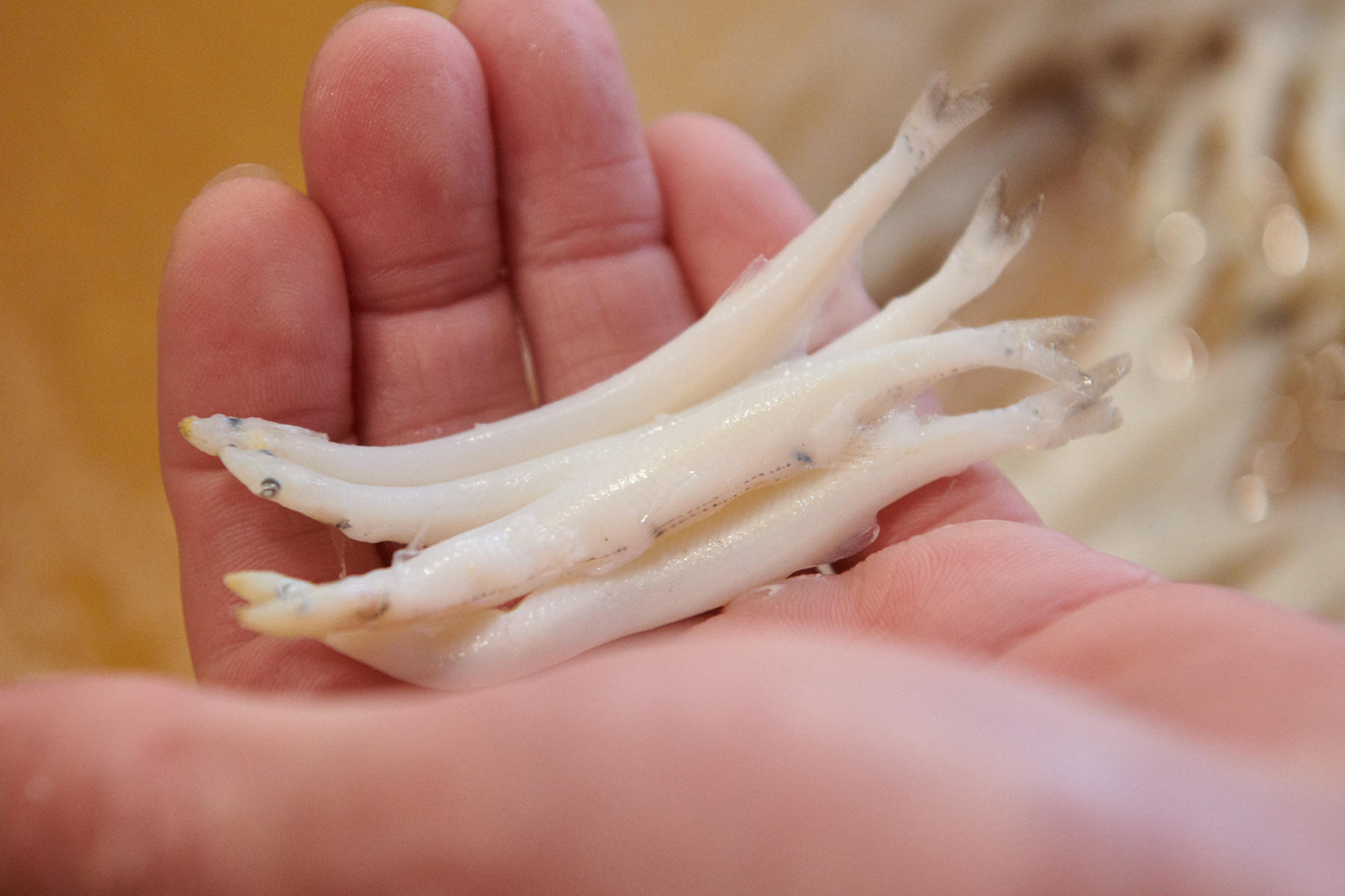 仕込みを経て、いままさに握られるようとする白魚