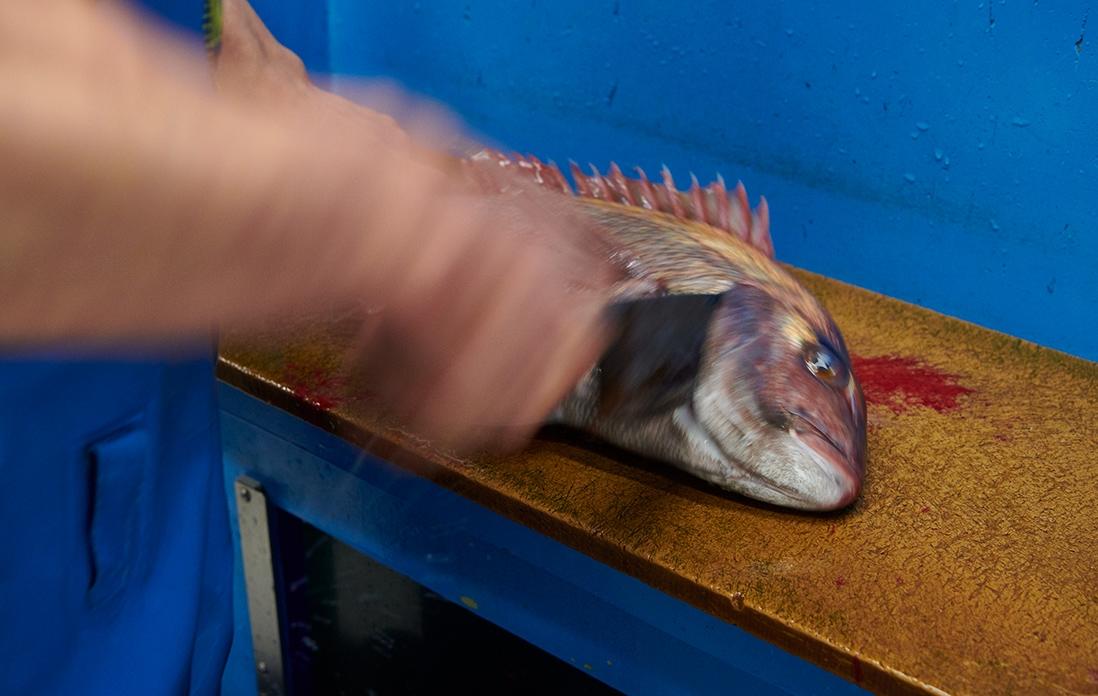 仕入れのための来店と同時に上質の鯛を瞬時に締める。
