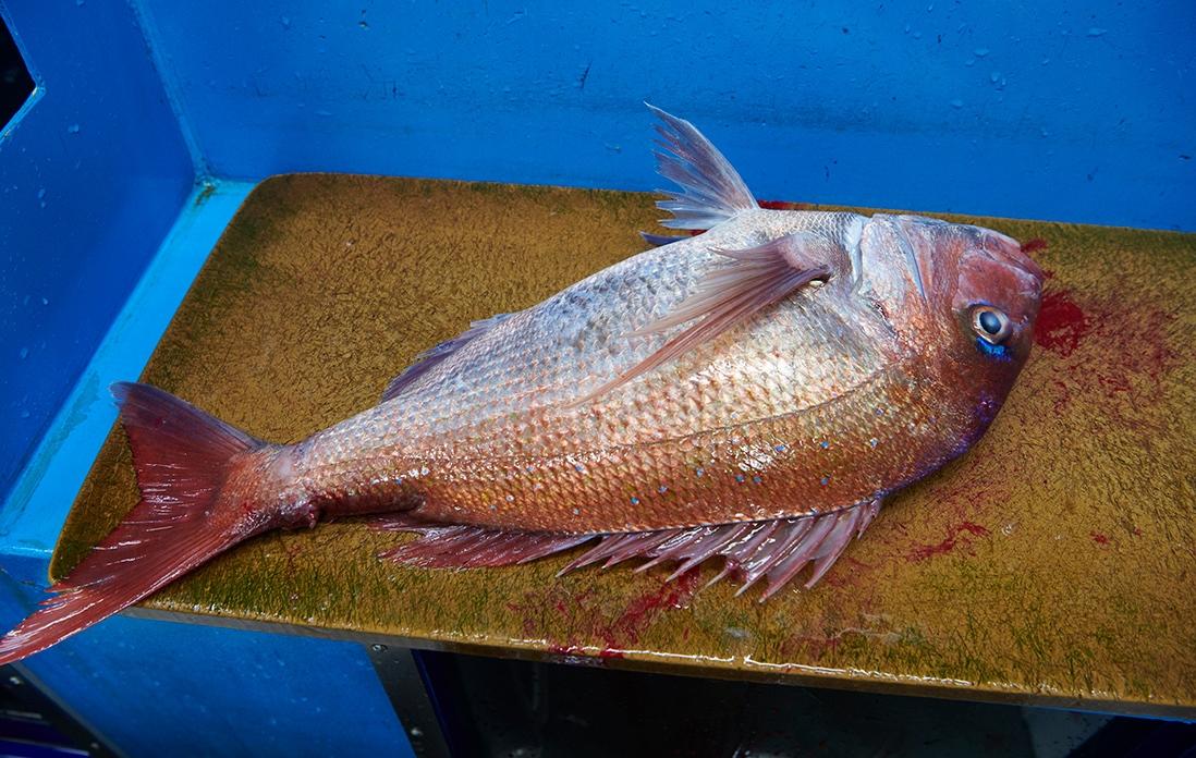 こちらが本日購入する明石の鯛。身が厚く、立派な型である。