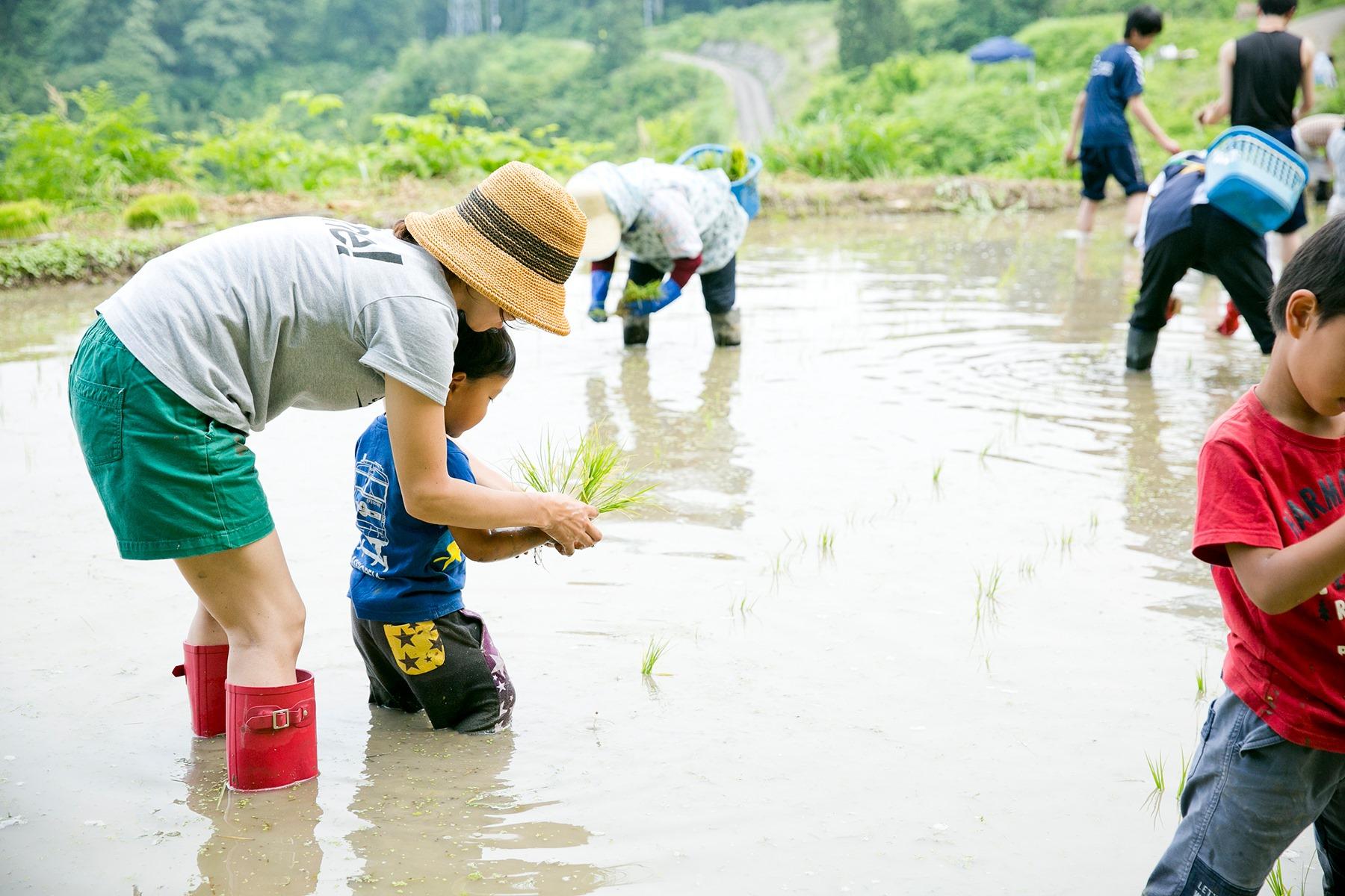 田植え