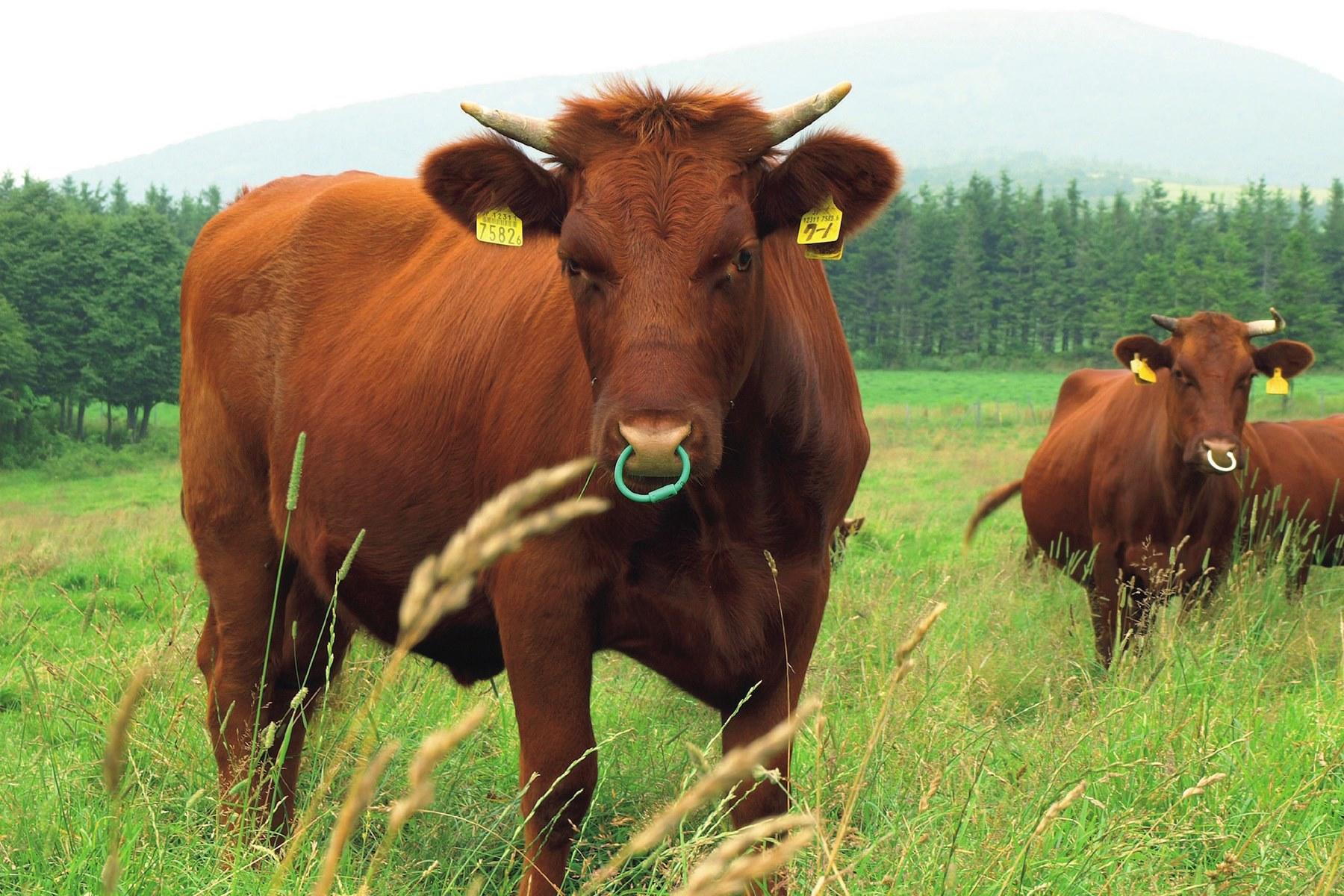 この子が母牛となる、ひつじぐも。希少品種の短角牛。500kg前後の雄大な体躯は母牛としては申し分ない。