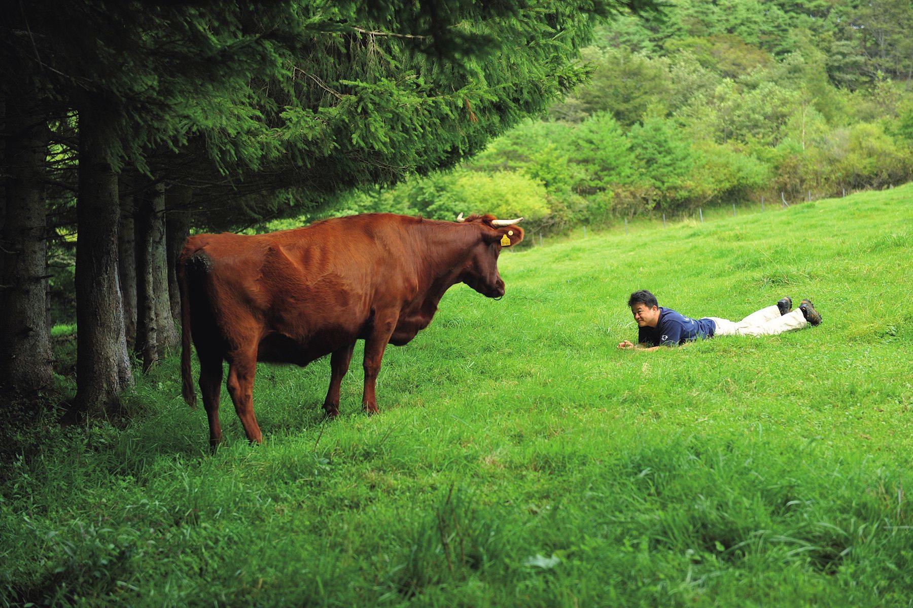 放牧中のひつじぐもと対話(のつもり)。といっても、放牧中の牛は人に慣れていないため、あまり近寄ってこない。