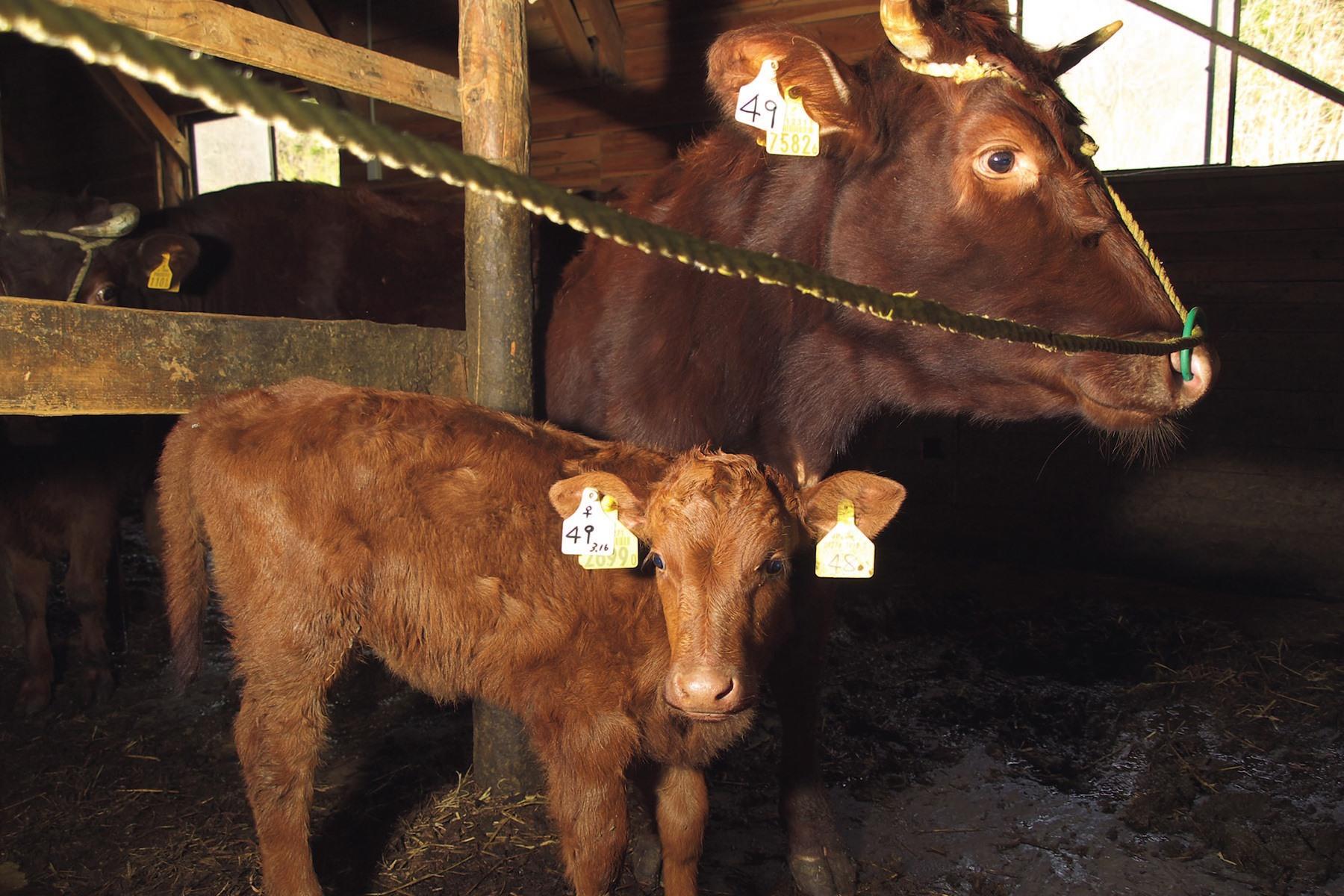 母牛のひつじぐもと、第一子のさち。産まれたての子牛はバンビのようで、本当にかわいい。