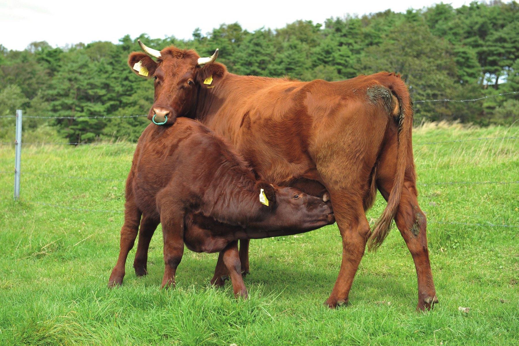 牛の授乳風景。互い違いになって、子牛は母牛の乳房に食らいつく。草も食むのだが、なかなかの美食家で、柔らかい若草を好んで食べる。