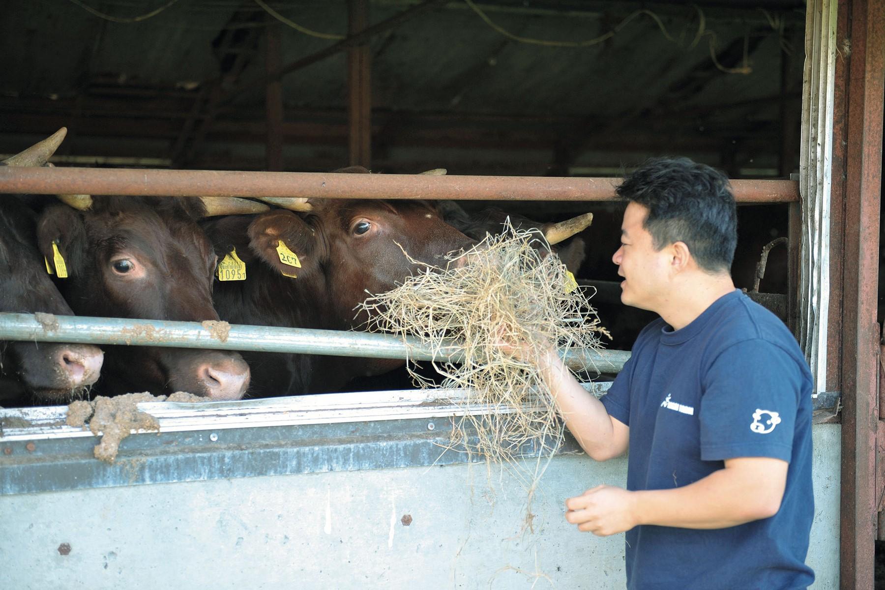 牛舎で飼育中のさちに藁を食べさせる。牧野にいた頃と違って、図体がびっくりするくらい大きくなっていた。