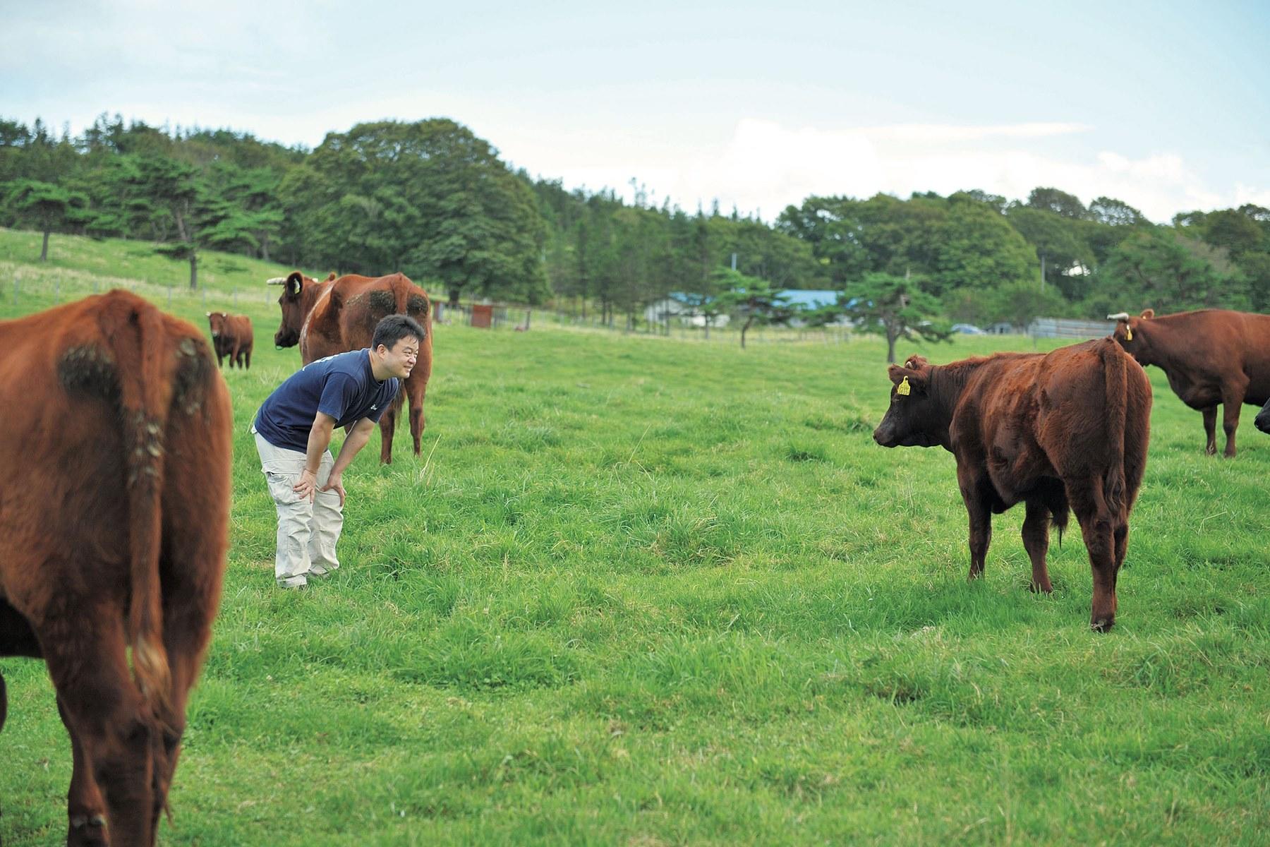 牧野にて。ひつじぐもの第二子となる国産丸と対面。オス。短角牛は警戒心が強いので、この距離が限界。