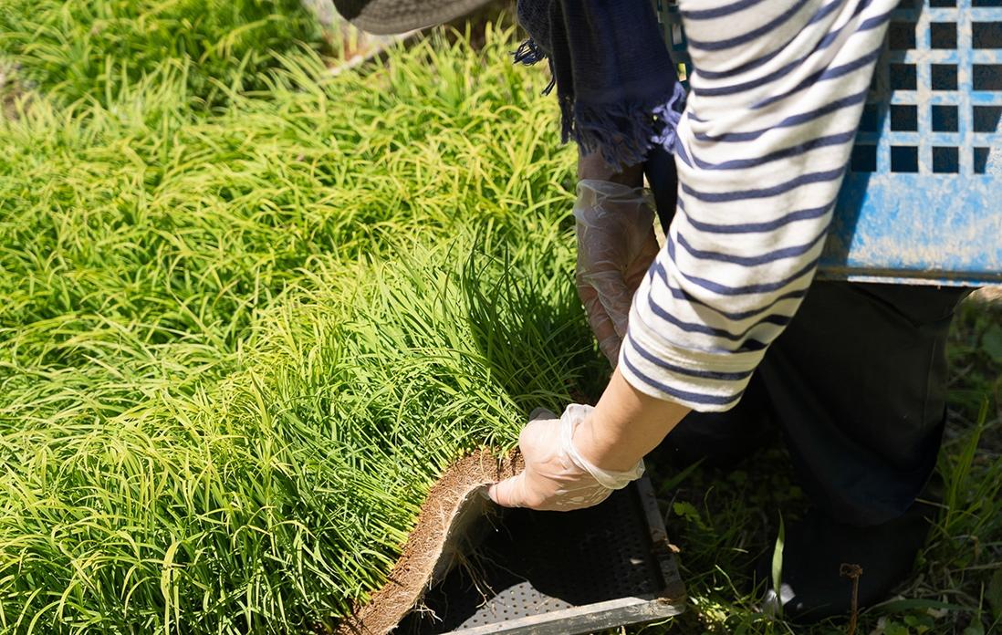 苗を腰籠に入れて作業します。