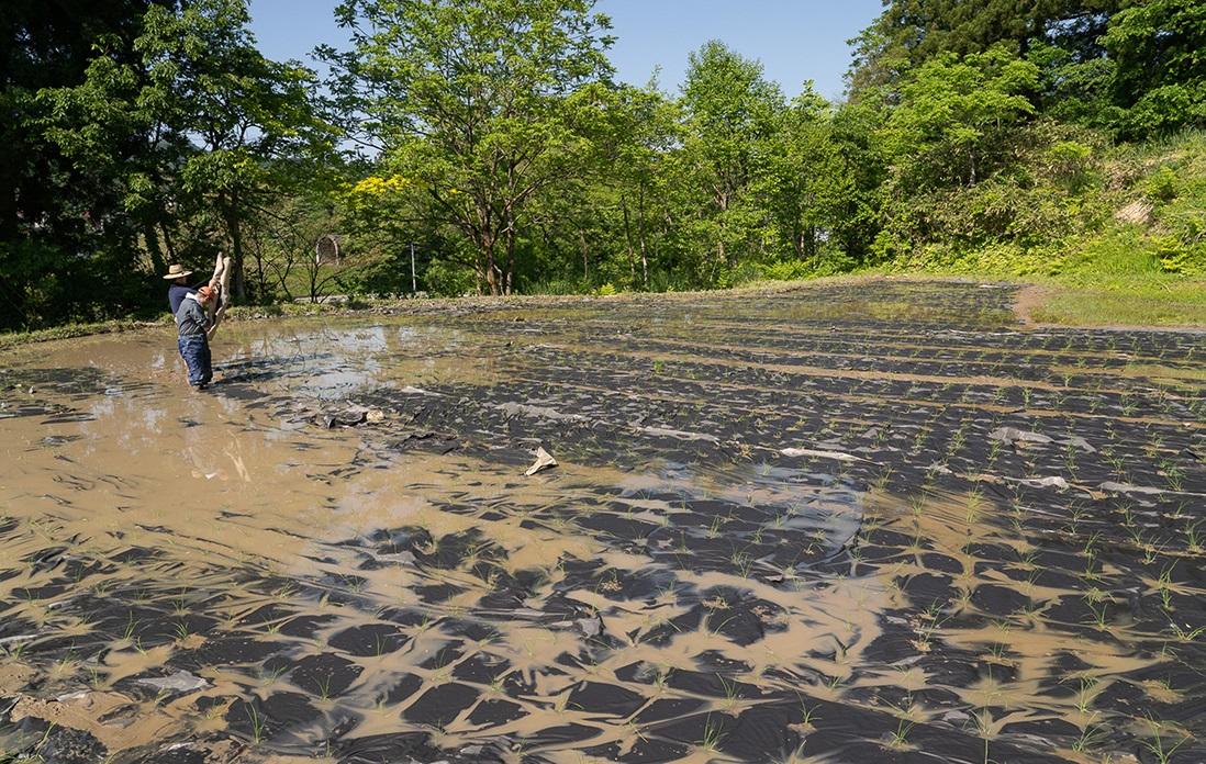 ラストの1列。田植え完了までもう少しです！