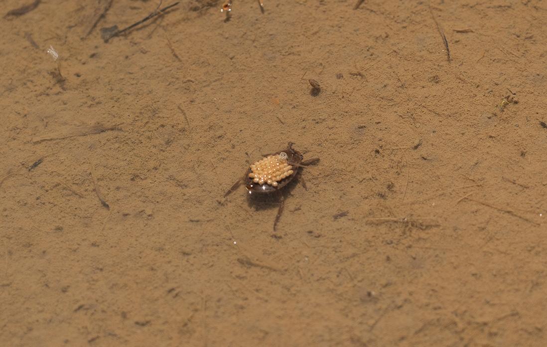 卵をしょって田んぼを泳ぐ水生昆虫。都会ではお目にかかれない光景です。