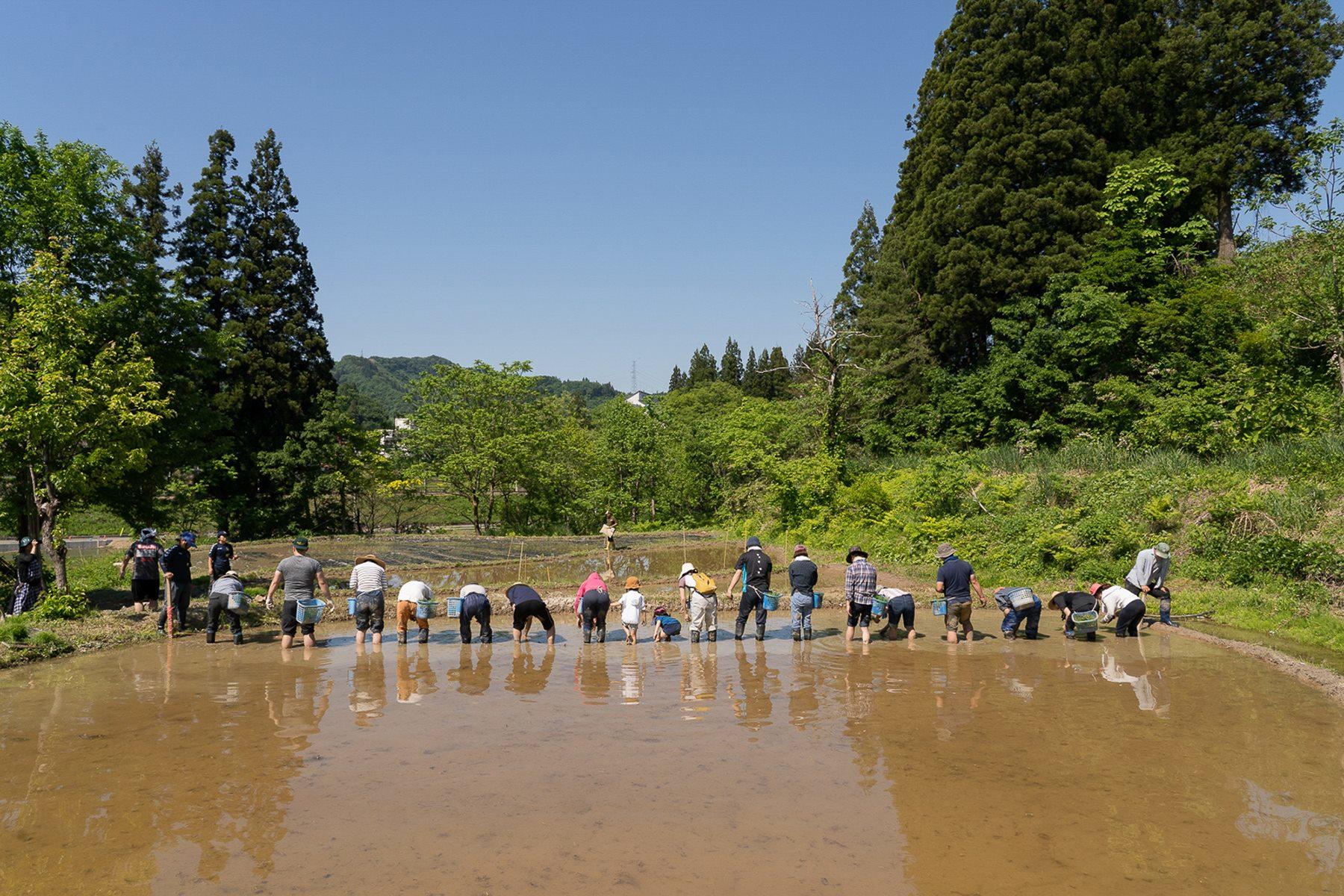 最後は一列になって、古式田植えを体験しました。