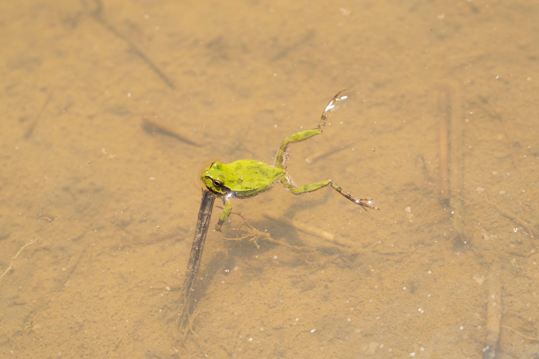 田の中の蛙、田植えを知らず。都会で暮らす藤原智美、田植えを知らず。いざ、魚沼へ。