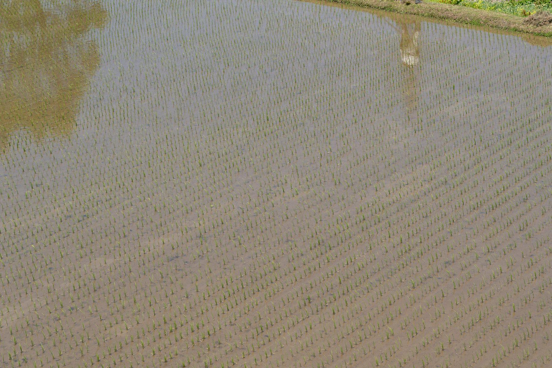 田植えが終わった田んぼを見ると、それはそれは美しい。果たして、うまくいくのかな。