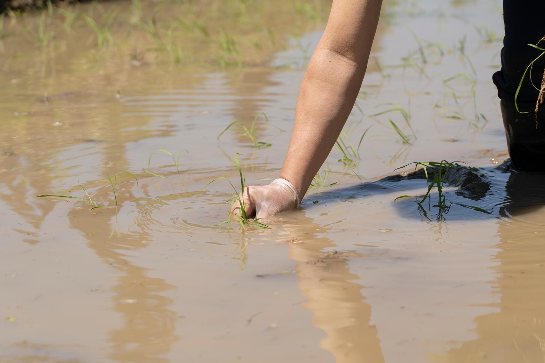 田植えと言えば田植機を使うのが当たり前の今、手で植えるのは昭和の前半の風景である。