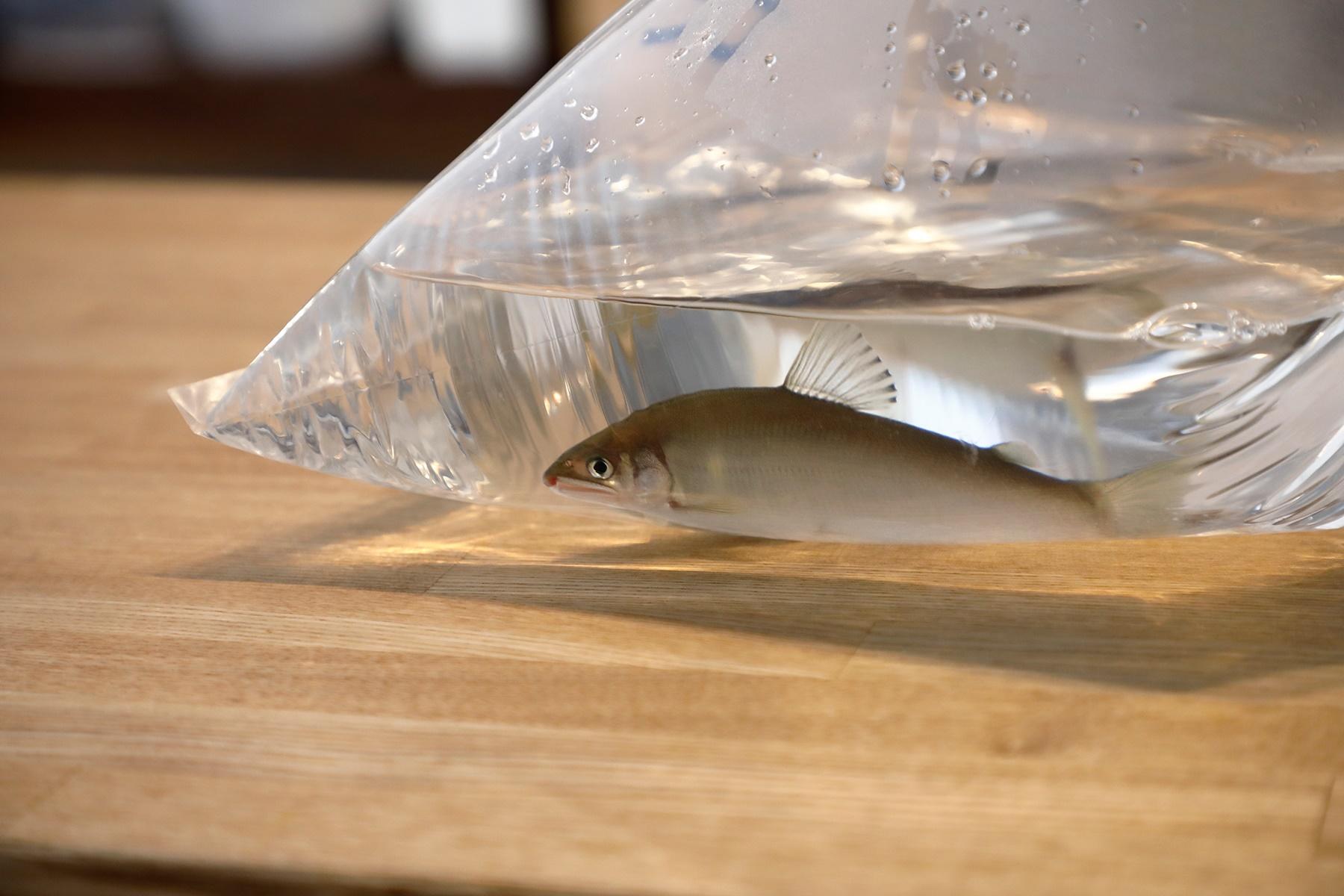 京都で鮎が解禁されるのは6月初旬。京都産だけでなく滋賀県産も扱っている。