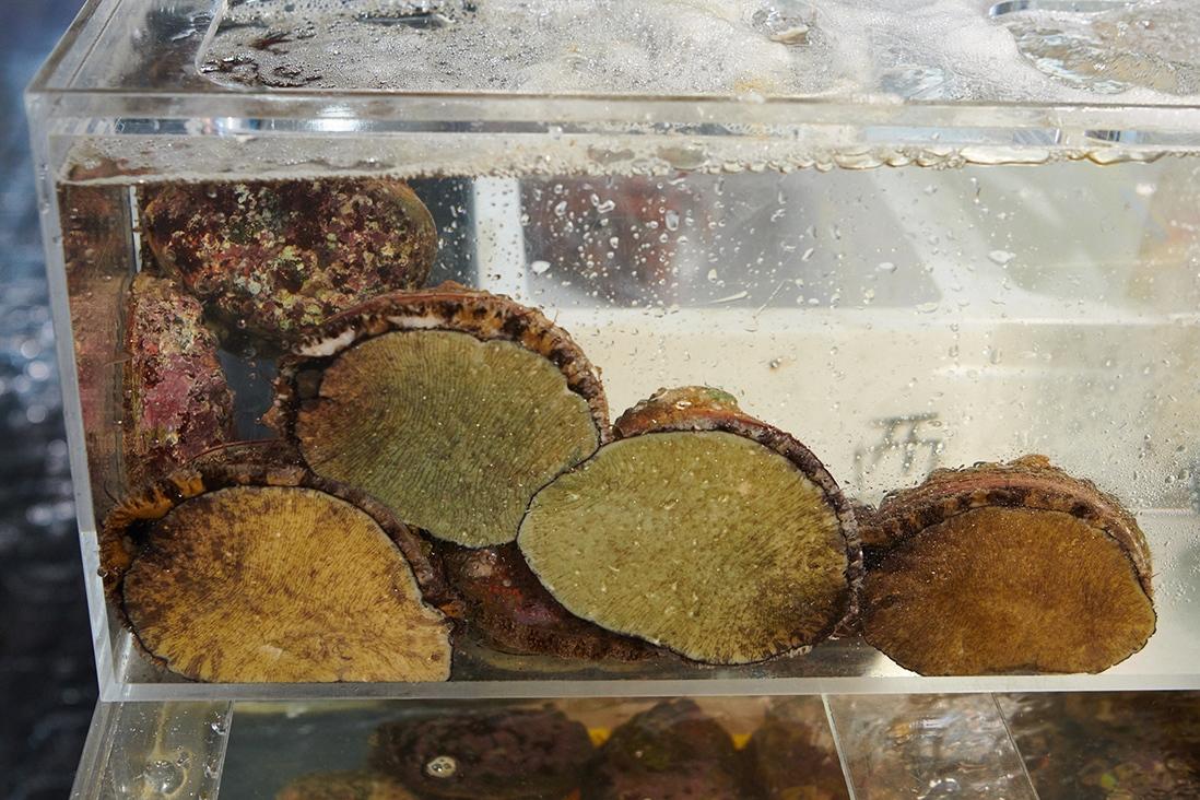 「丸佳」の活の水槽はいつだって驚くほどクリアだ。