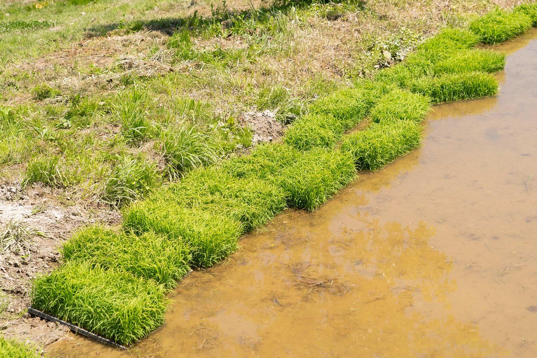 コシヒカリの原種