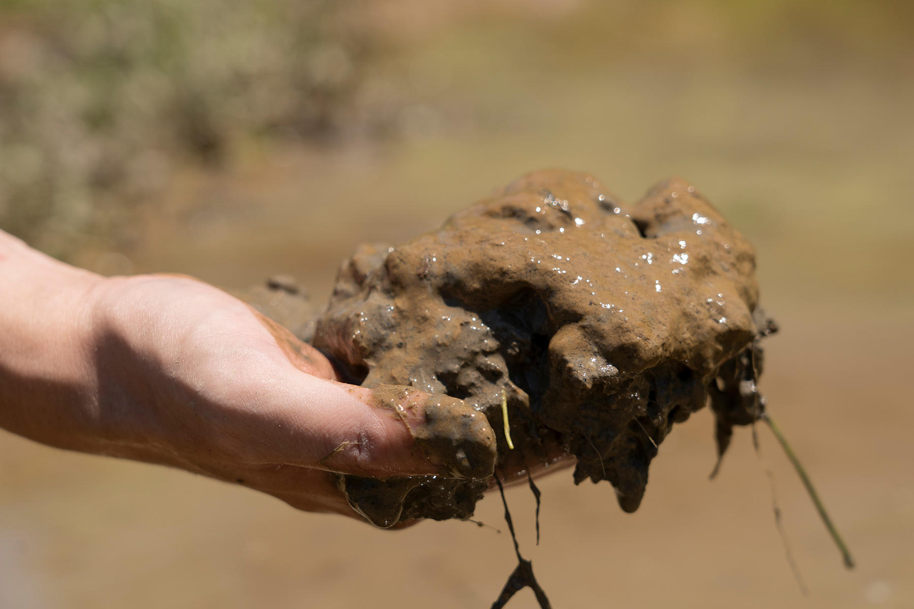 田んぼの中の泥を掬う。どろっとしている。あっ、もしかして、この言葉は泥から生まれたのかな。どろどろ。