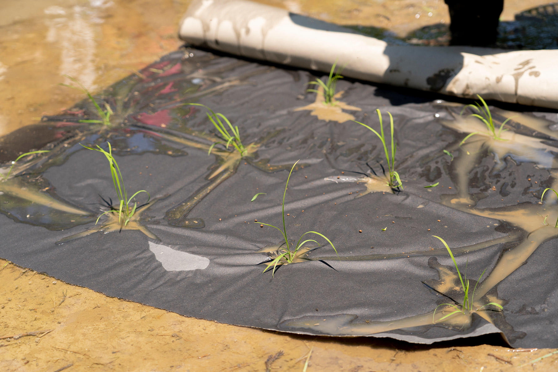 マルチシートを突き破るように苗を植えていく。農薬を使わないことにしたので、雑草対策の最新田植え手法である。