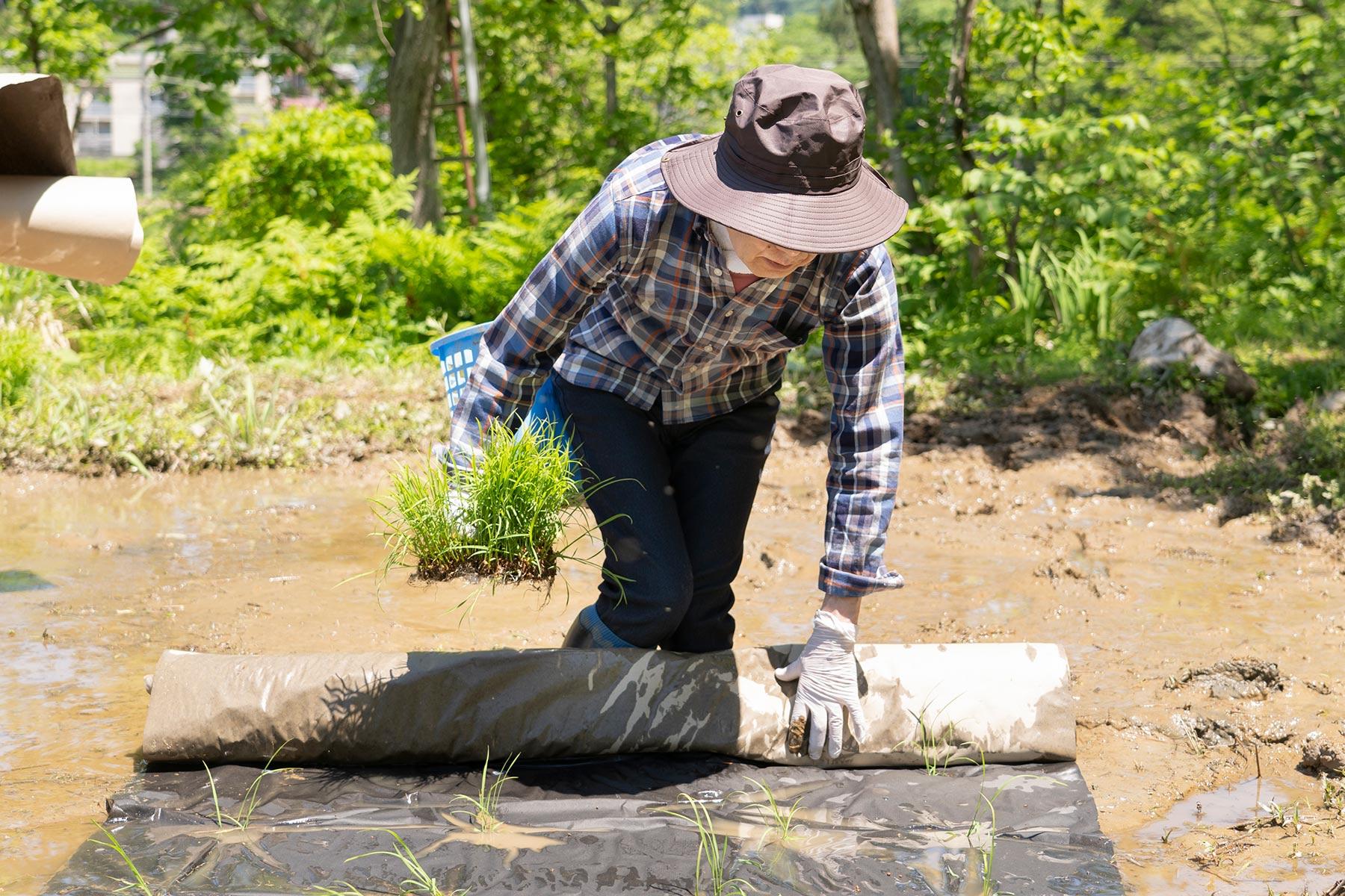 藤原さんの田植えは、無我夢中というか、試行錯誤か、いや暗中模索かな、それとも破れかぶれかも、まあ行き当たりばったりかな。