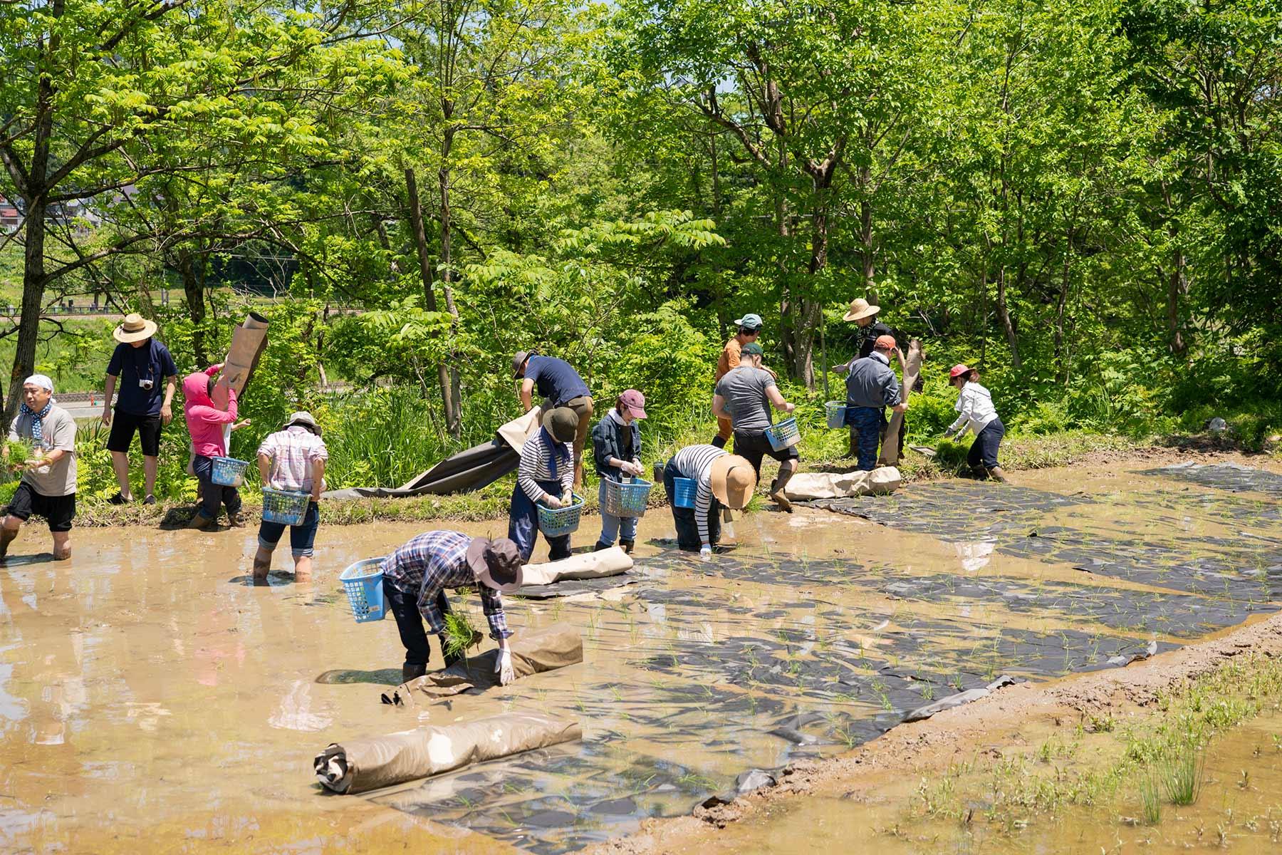 マルチシートを使った田植えを遠目で見ると、こんな感じです。田んぼが黒い紙で覆われていって、そこから緑色の苗がちょこんと顔を出します。