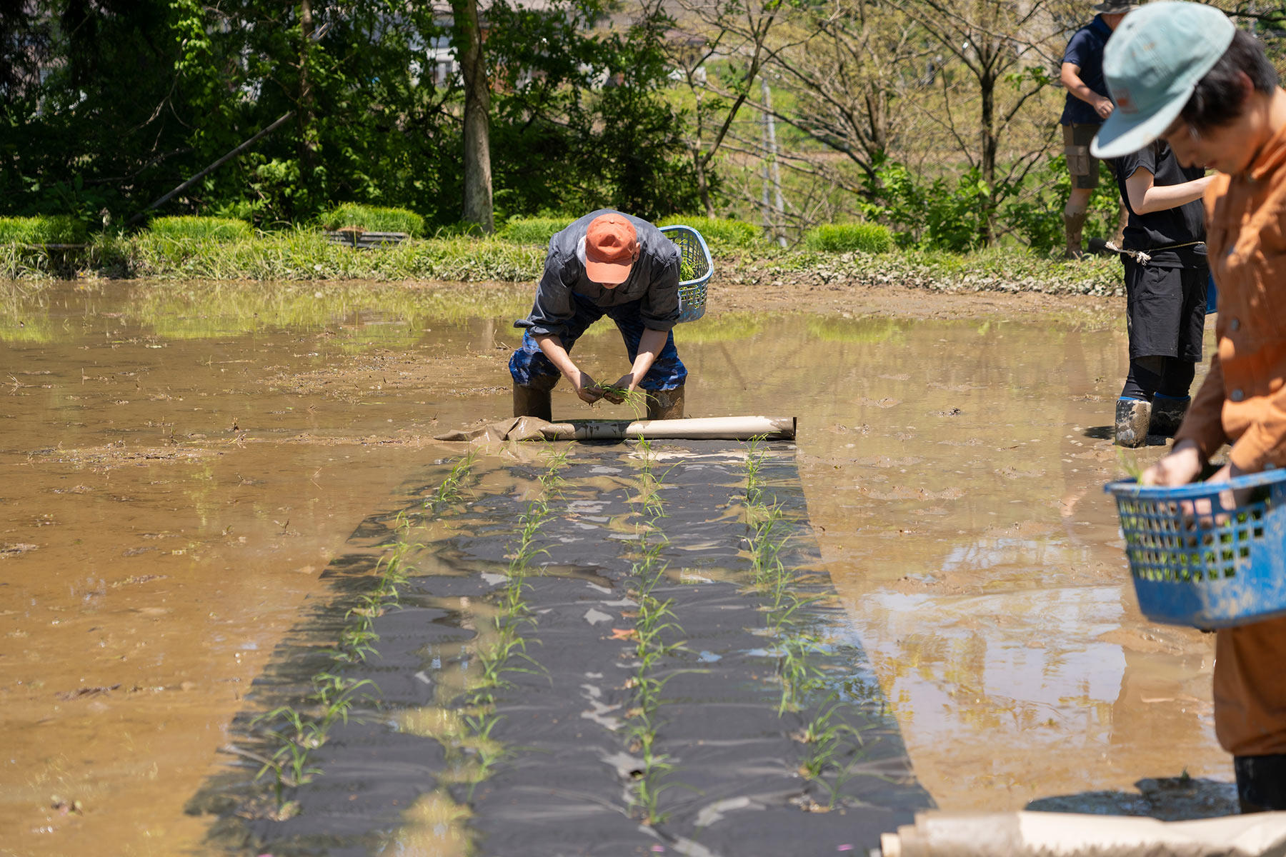 目に見える田植えの成果とは、つまり、こういうこと。田んぼの端から端へ、腰をかがめて後退りながら、きれいに苗を植えていくと、こうなる。