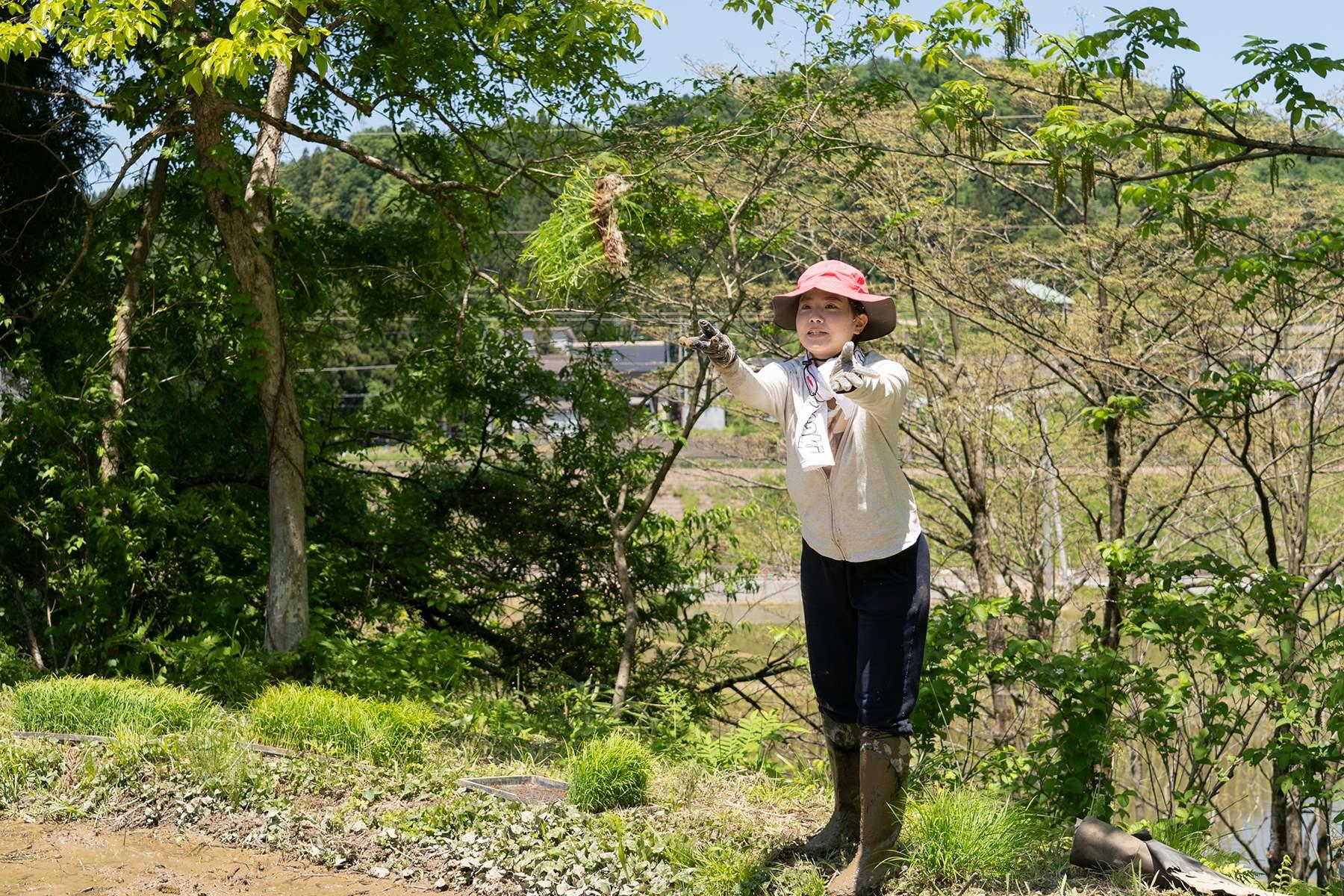 畦から田んぼへ、こんな感じで、苗を放ってもらいます。青空の下、苗が宙を舞う様子は、シュールな夢を見ているよう。