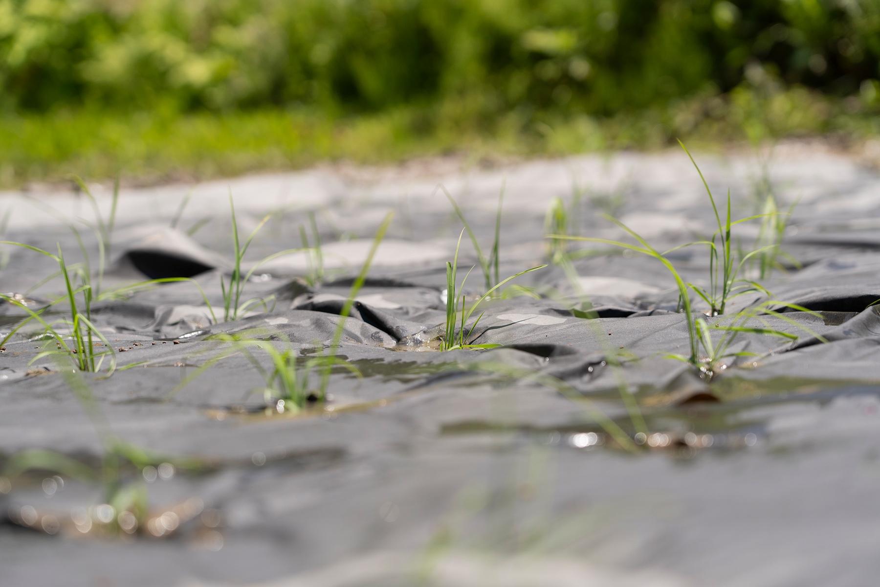 多すぎても少なすぎてもいけない苗の数。初めての田植えで勝手がわからず、多かったり少なかったりした藤原智美さんの苗の数。