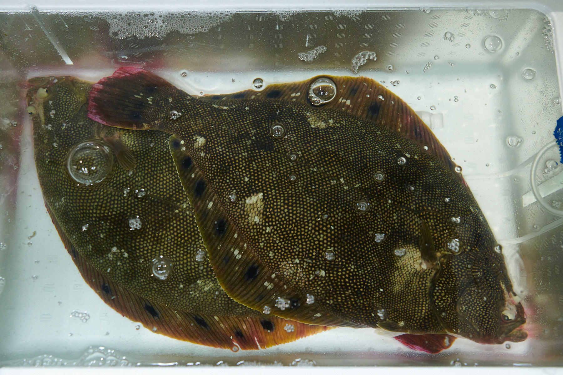 星状の斑点のある星かれい