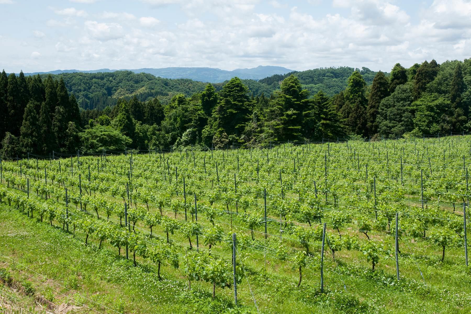 ブドウ畑の面積は4.5ヘクタールほど。年間約25,000本のワインを生産している。