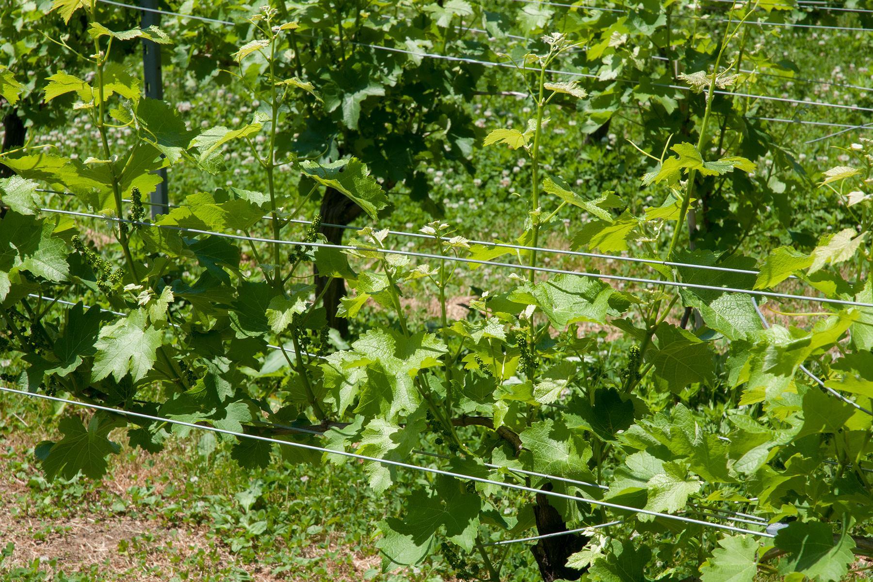 富山湾から吹き上がる海風がぶどうの周囲の湿気を押し流すおかげか、病害虫が少ないのも特徴だそう。