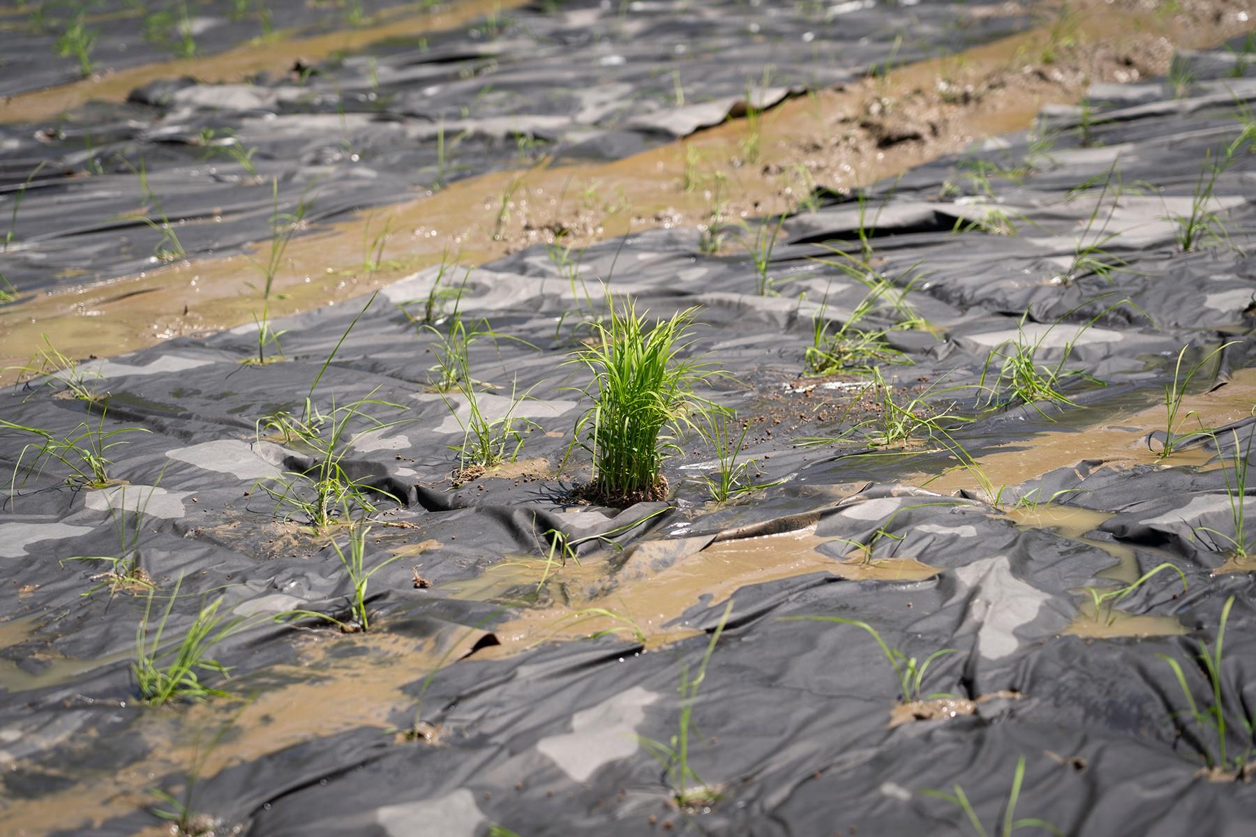 滞りなく苗を植えたと思っていたら、束になってどーんと鎮座していた。突然変異でもなんでもなく、ただただ置き忘れただけ。前回、藤原智美さんが愕然とした原因は、これ。