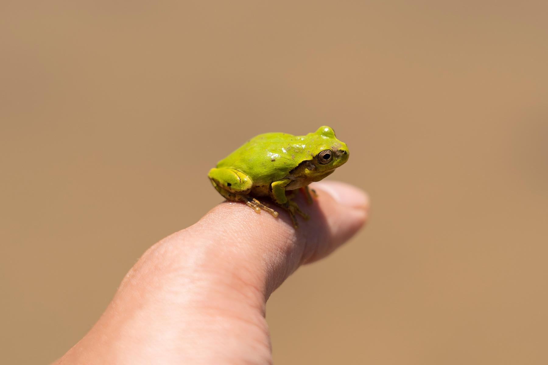 病害虫に蝕まれたら、田んぼで気ままに(かどうかはわからないけれど)暮らす蛙だって、困るはずだ。
