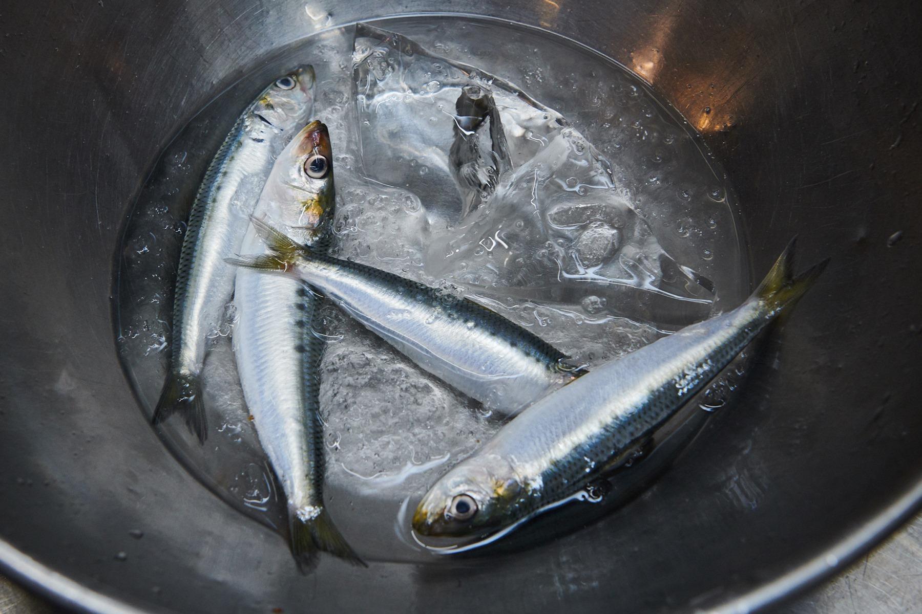 かつては大衆魚だったはずの鰯だが、「㐂寿司」が求める質のものは激減してしまった。