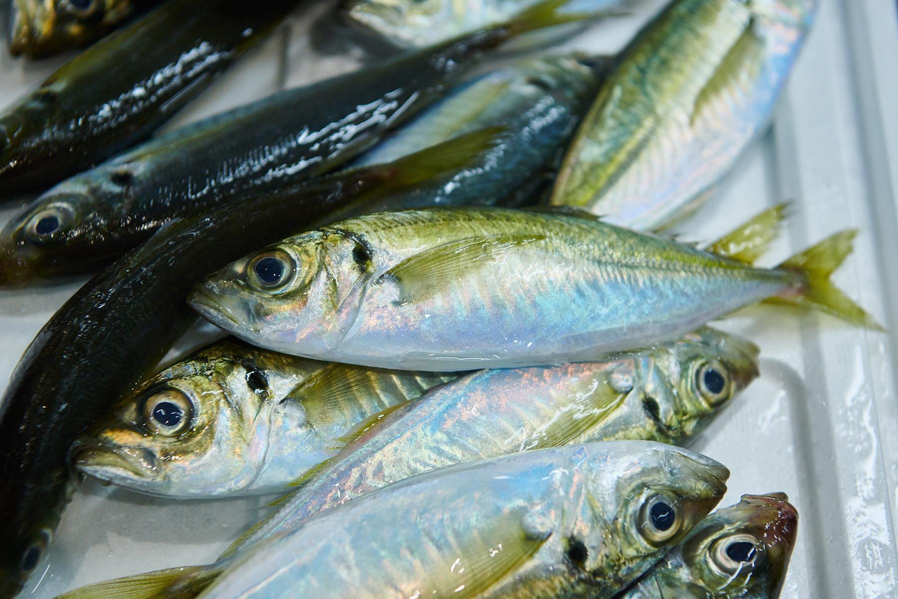 鯵は仕入れ先を定めず、市場を回ってよいものを見つける。