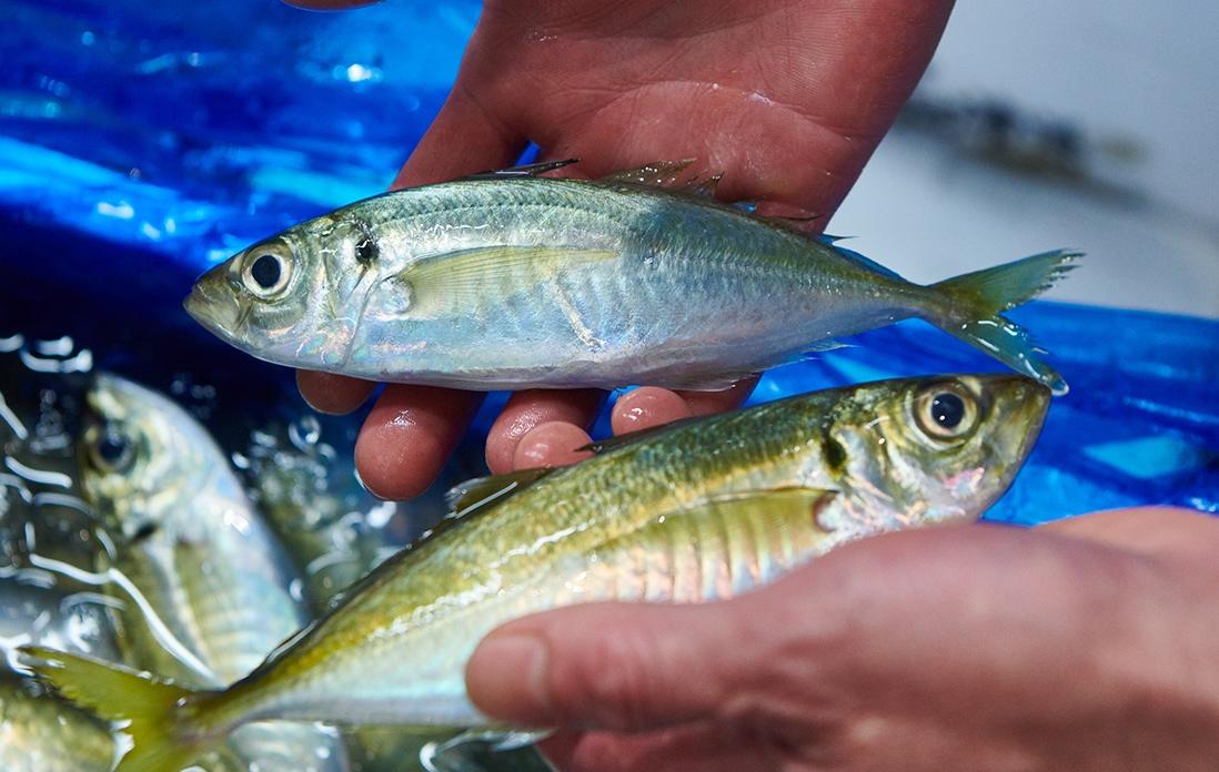この日は淡路島産の鯵仕入れた。