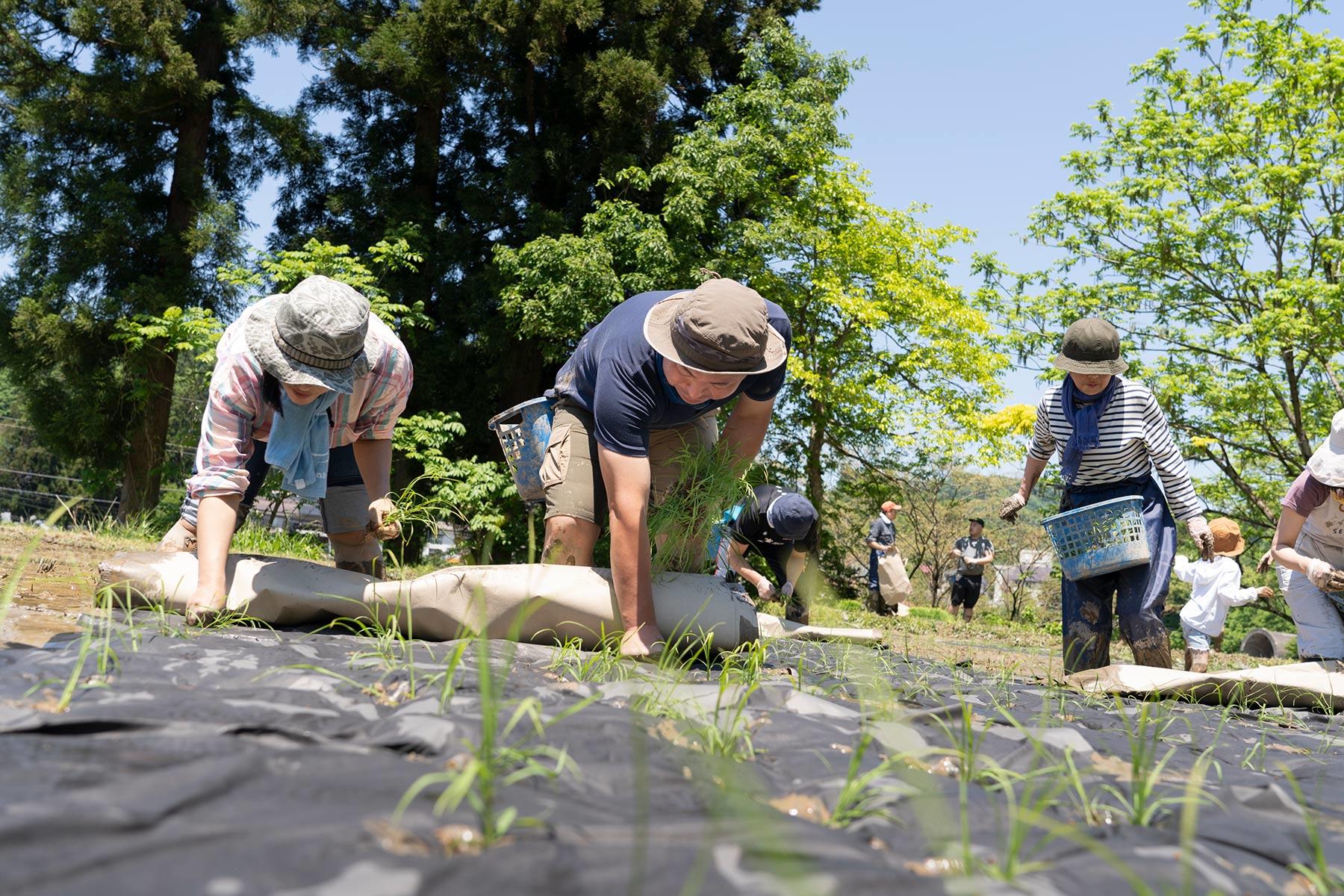 田植え