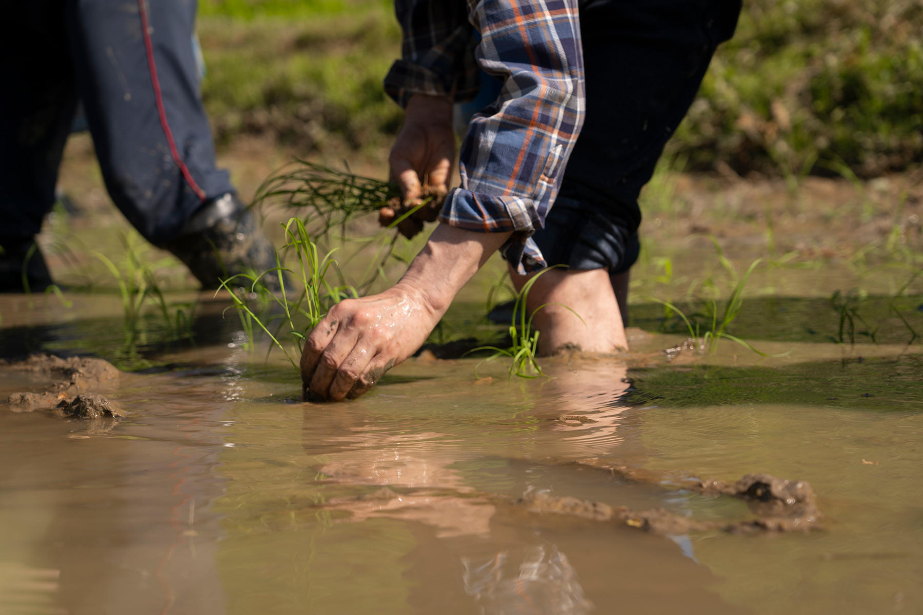 泥の中に裸足でイン