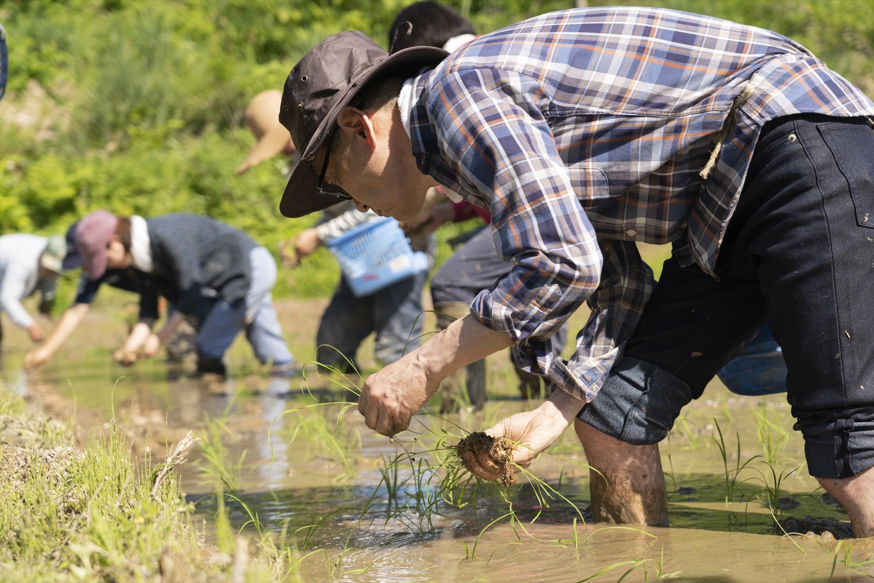 格闘。田植えをやりながら、そんな言葉が思い浮かんだ。泥にまみれ、自分の手と足を使って、目の前の苗を植えていくことを。