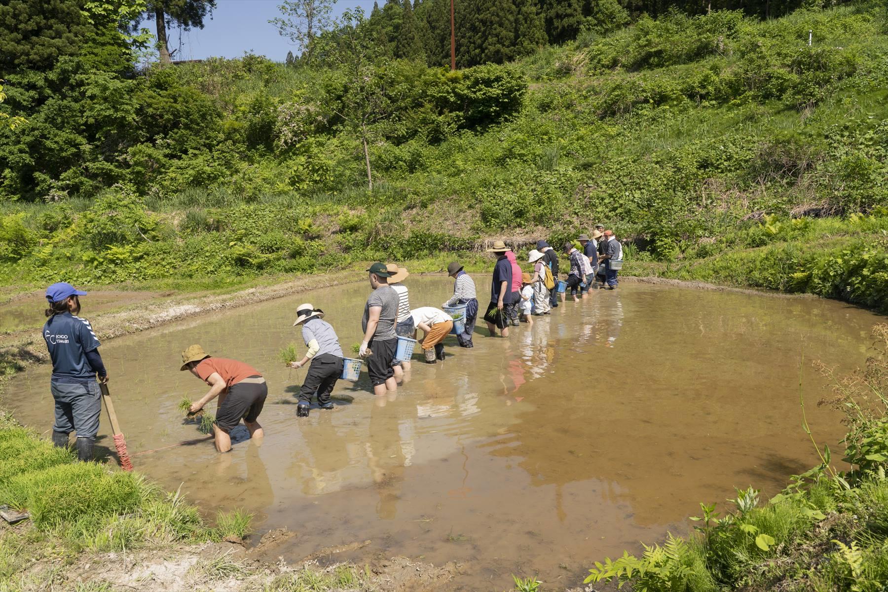 ヒモを目印に苗を植える。畦に立つ人が一歩、二歩横に移動する。一緒に後ずさって、また苗を植える。その繰り返し。
