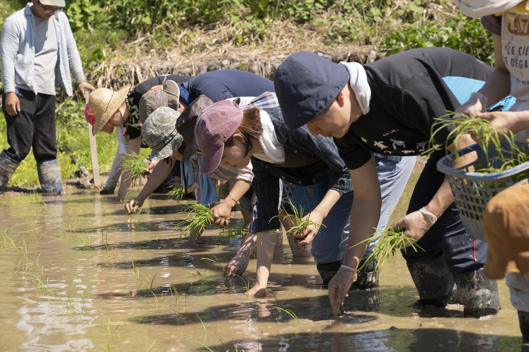 ヒモ植えのいいところは、みんなで一緒に田植えをしているという一体感。個人ではなくチームで動くことは、なんて楽しいのだ。